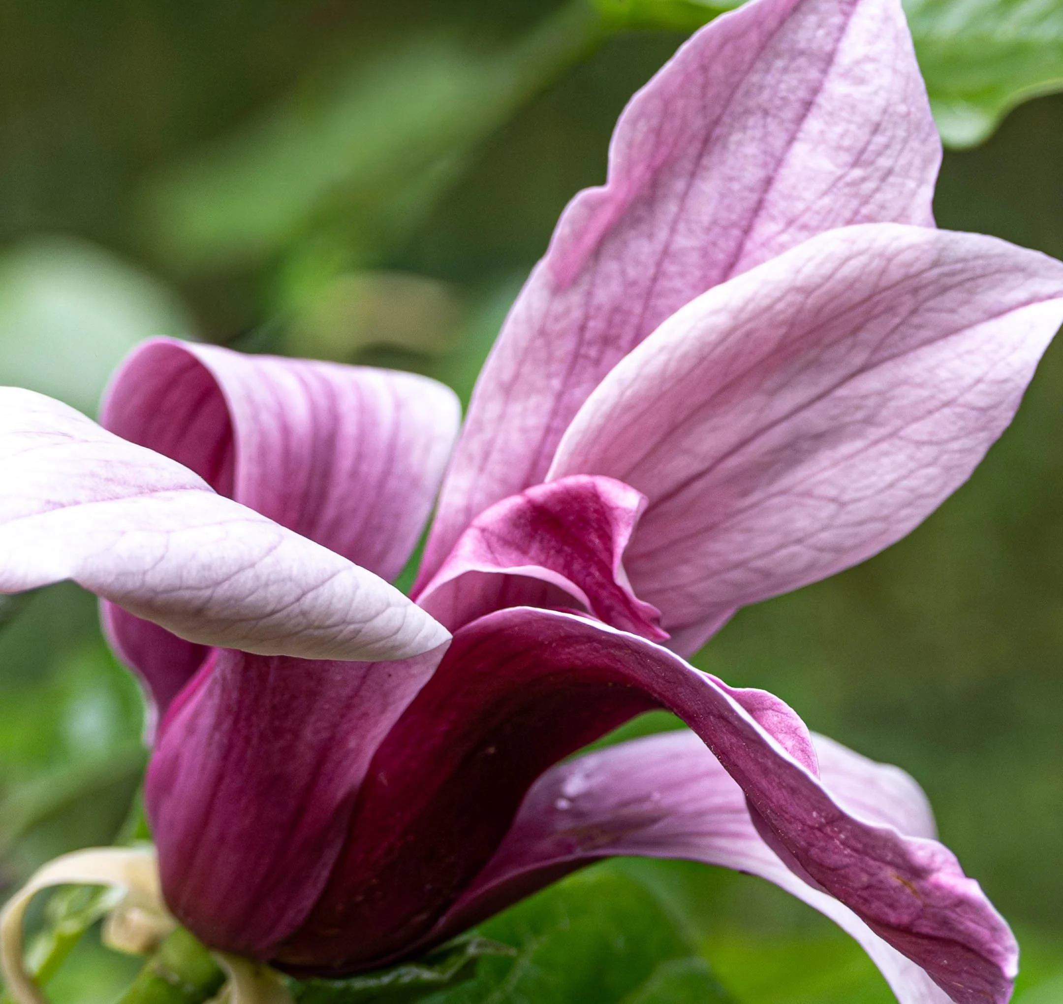 source: magnolia, Nuremberg, Germany