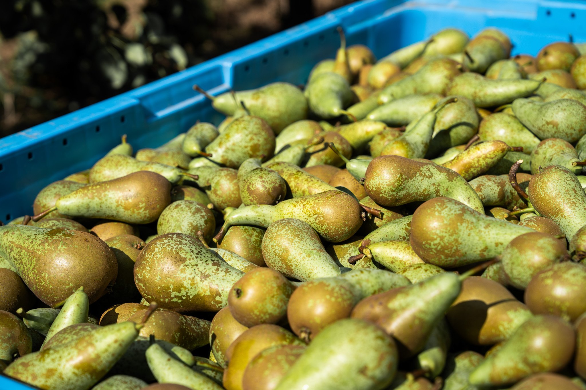 2608_TopFruitBiets_Peren_24.jpg