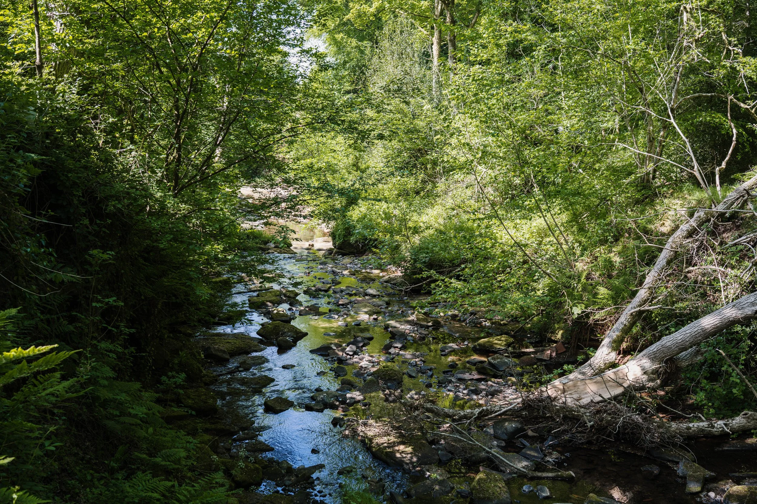 A lush, green forest with a small creek flowing through the center, surrounded by trees and shrubs.