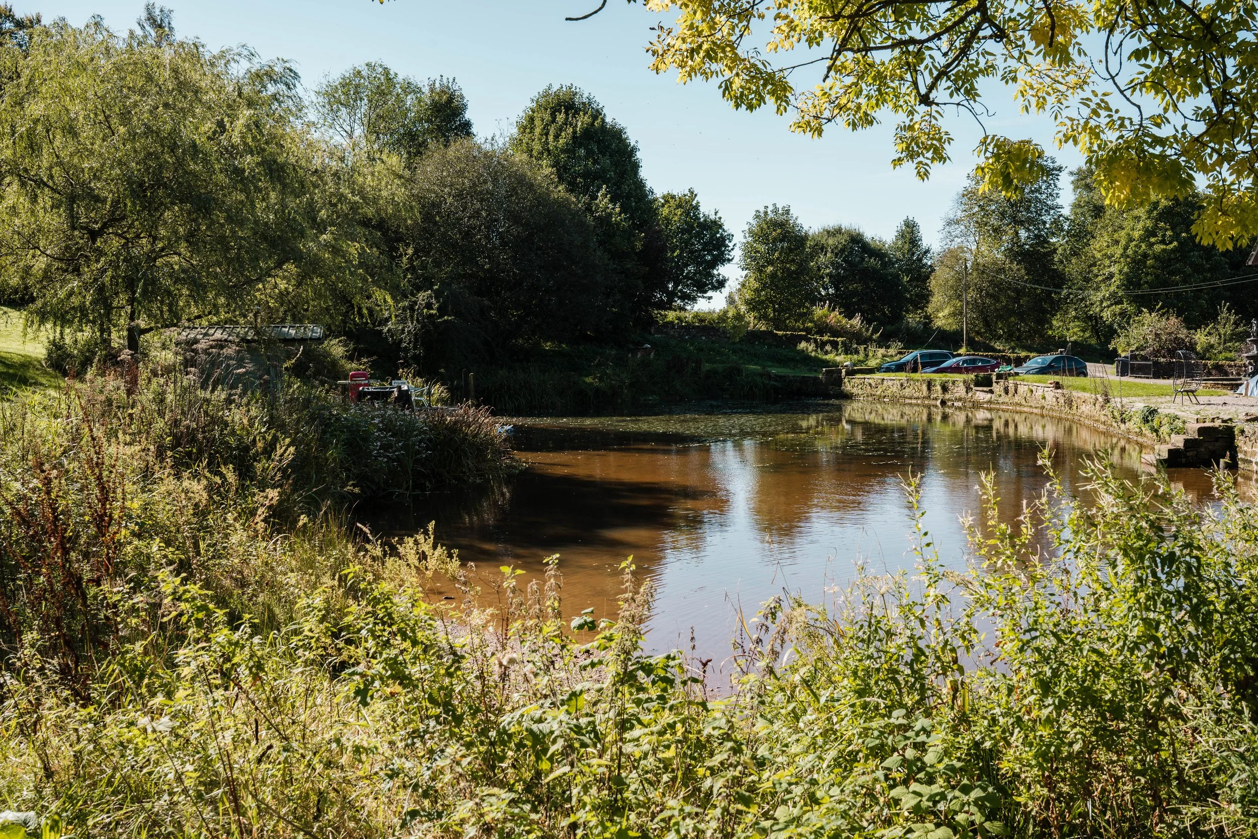 A peaceful outdoor scene with a river surrounded by lush green trees and bushes, with cars parked along a nearby road in the background.
