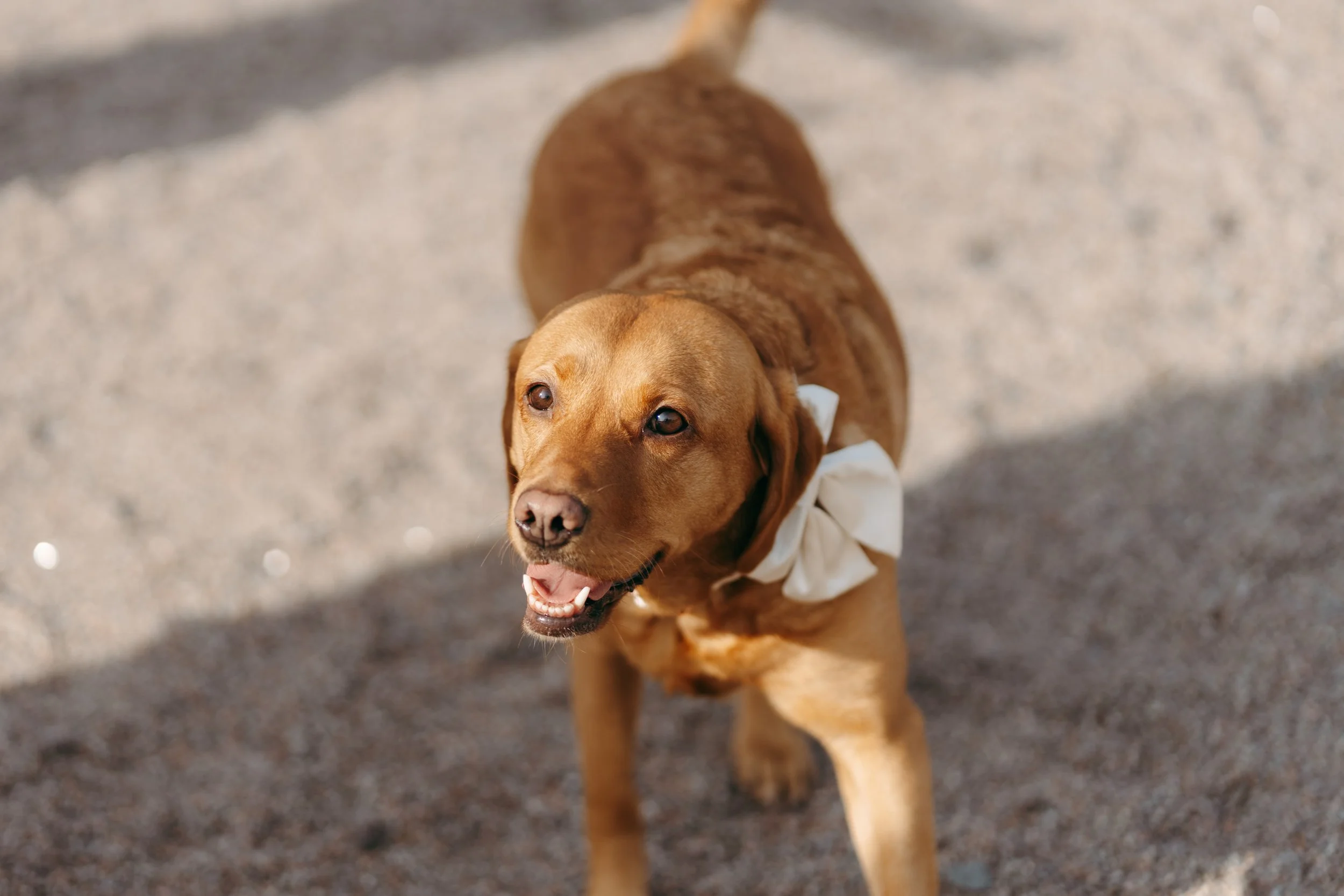 A happy golden retriever dog with a white bow around its neck, outdoors on a gravel surface, looking up at the camera.