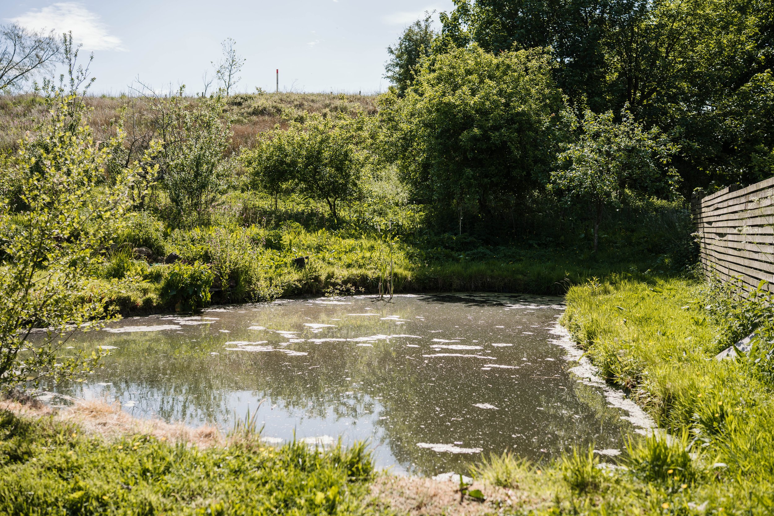 A small pond surrounded by green grass, trees, and bushes, with a wooden fence on the right and a hill with sparse trees and a smokestack in the background under a partly cloudy sky.