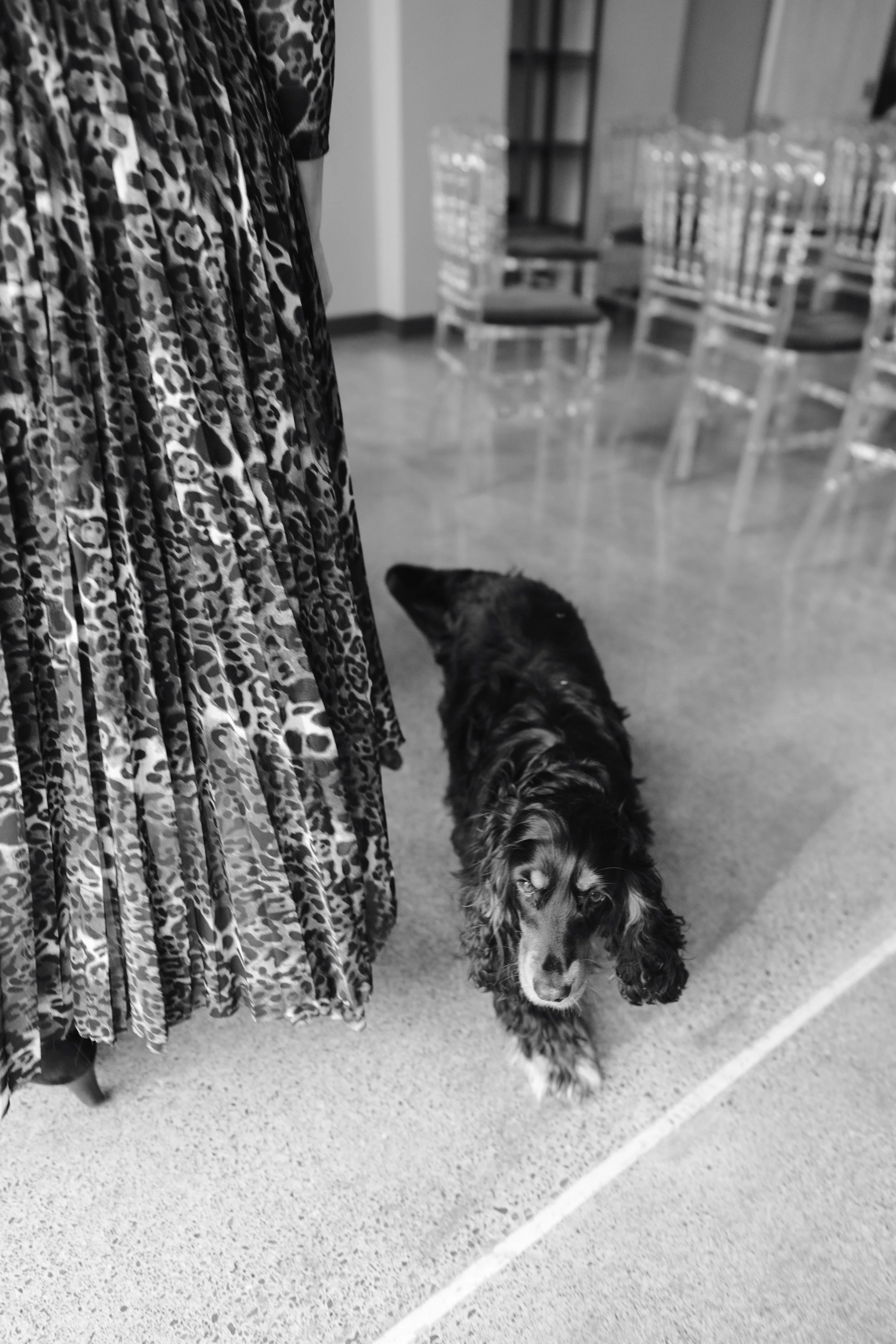 A woman wearing a long leopard print dress is standing in a room with a dog beside her. The dog is a tricolor Cocker Spaniel, looking at the camera with a calm expression. In the background, there are multiple empty chairs arranged in rows.