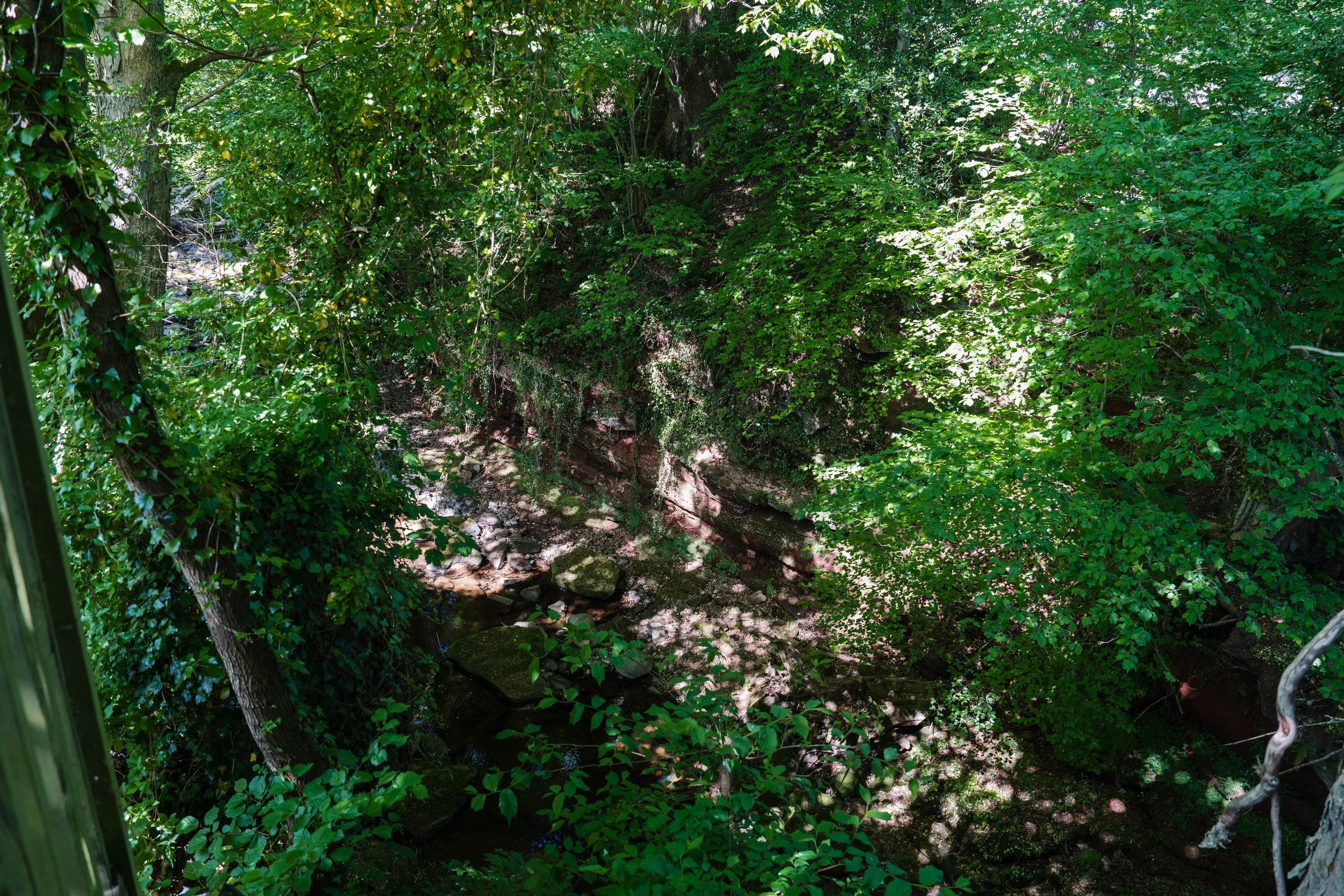 Dense green forest with trees, bushes, and a small stream flowing over rocks.