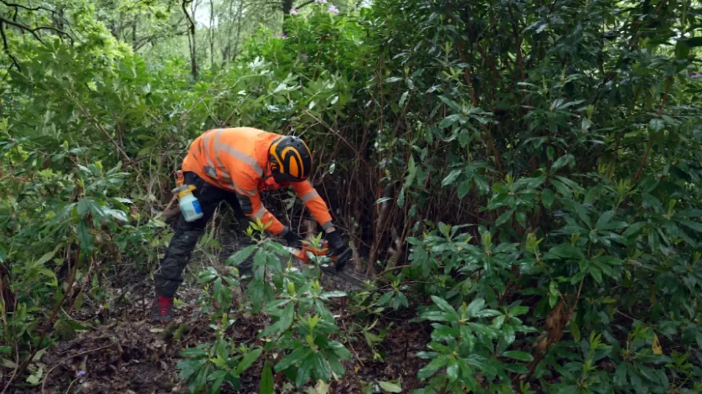 A person wearing an orange safety jacket, black gloves, and a yellow helmet is working in a dense green forest, using a tool to cut or trim plants.