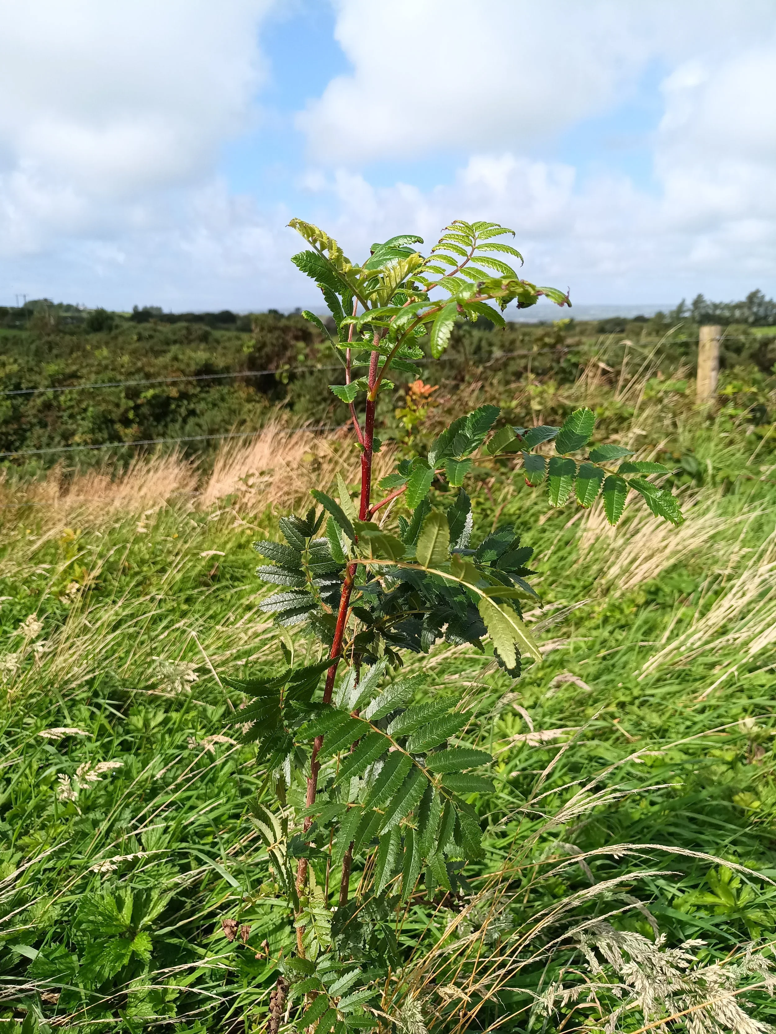 A green, leafy plant with serrated leaves and reddish stems in a grassy field under a partly cloudy sky.