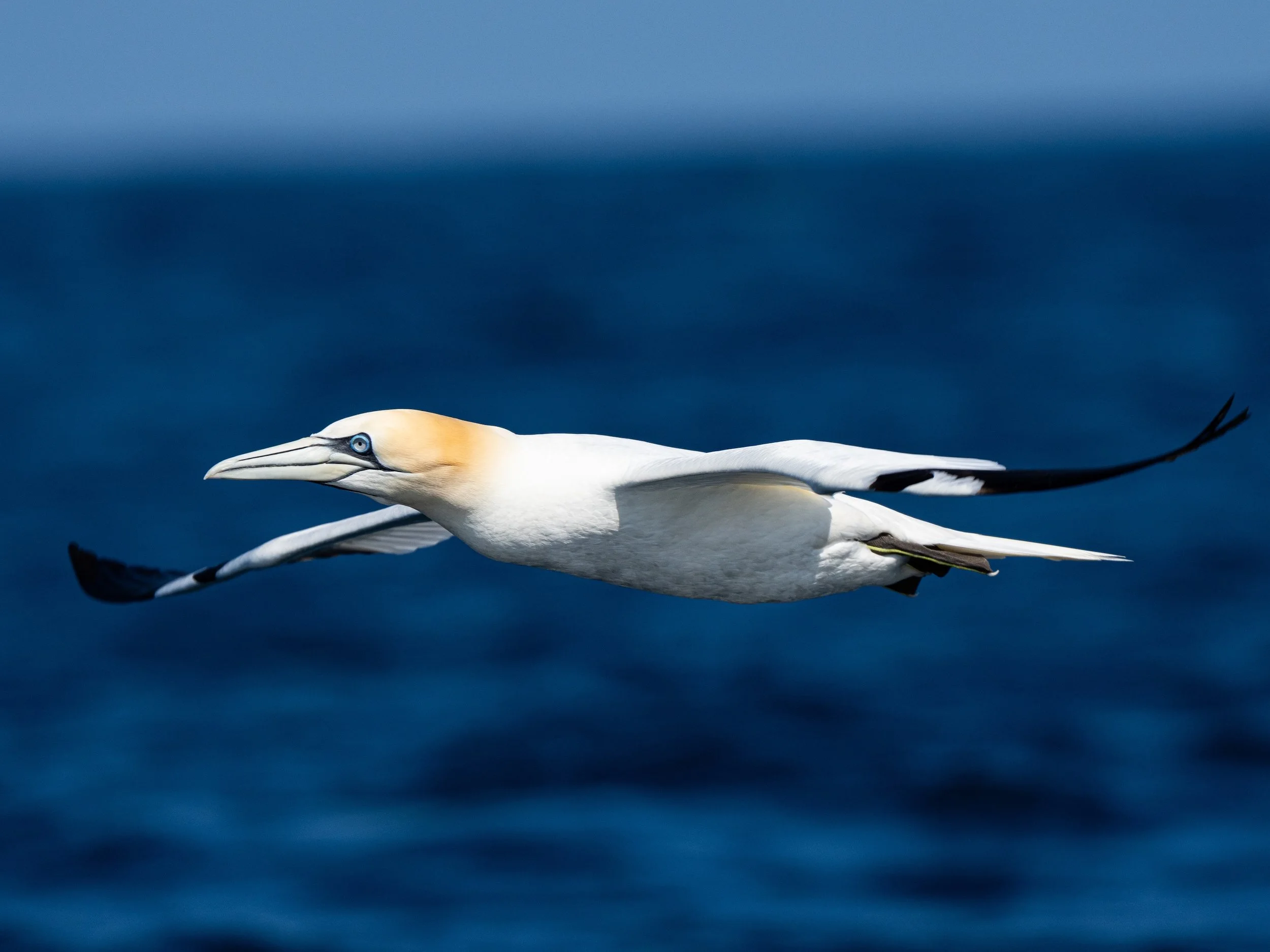 A white bird with blue eyes flying over a dark blue ocean.