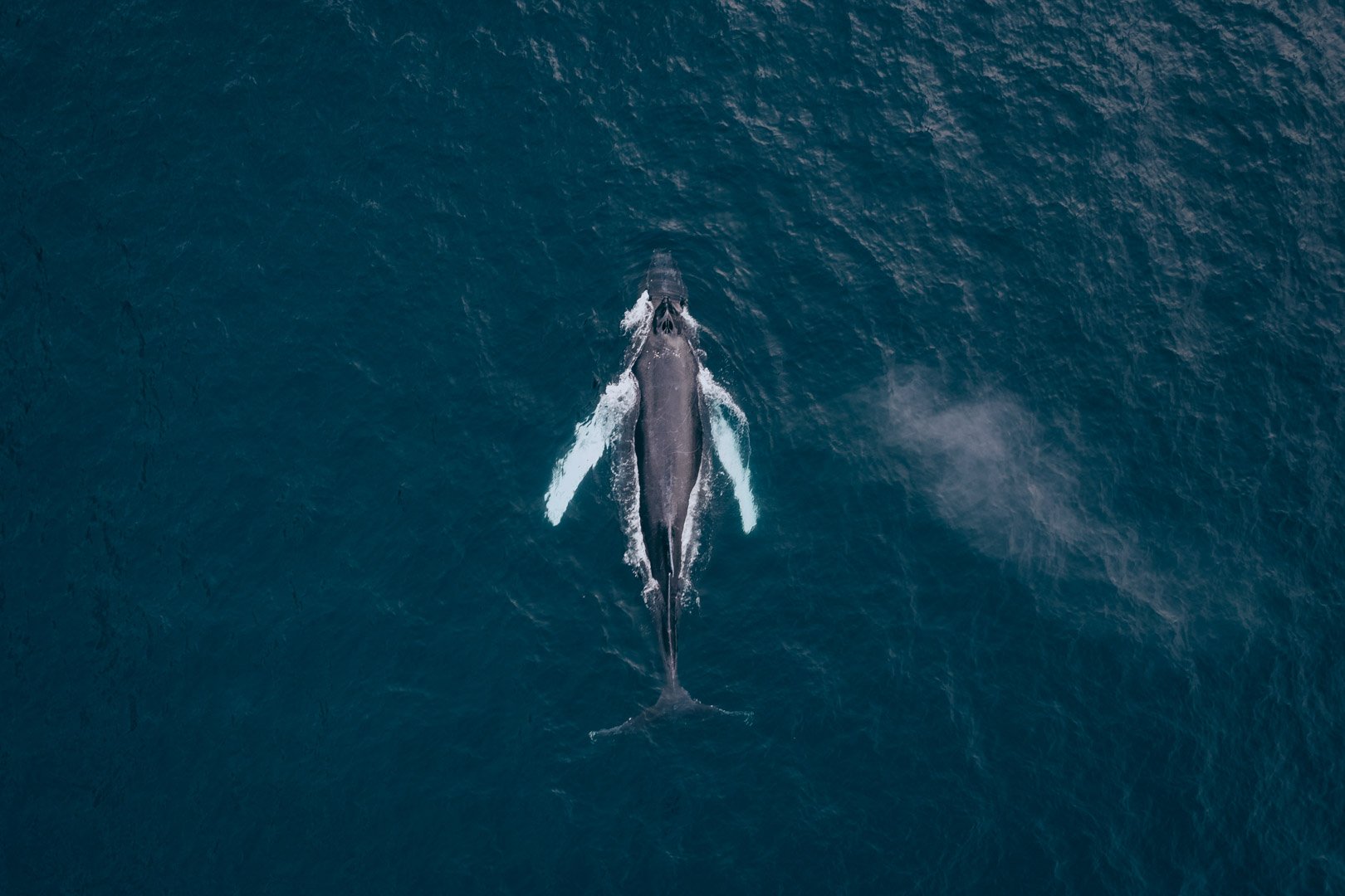 Humpback Whale in Donegal Bay