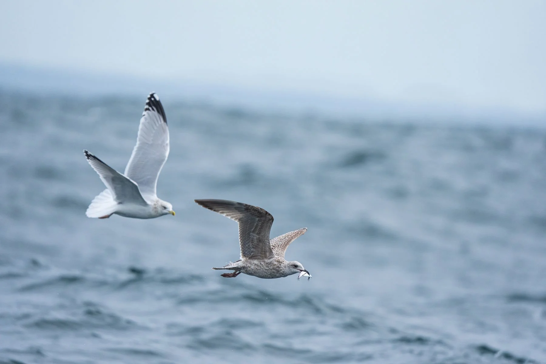 Juvenile Gull in Donegal Bay