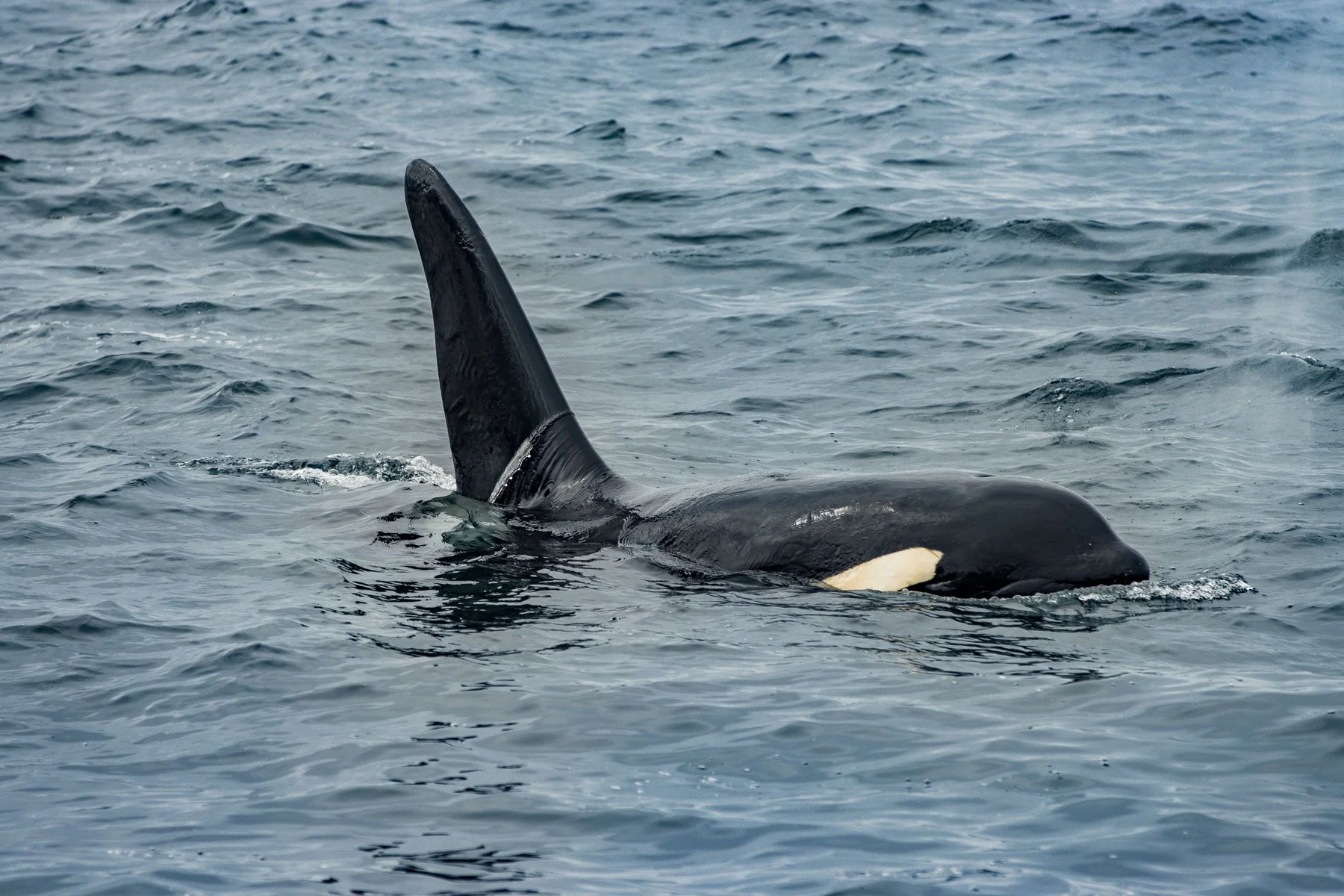 Orca in Donegal Bay