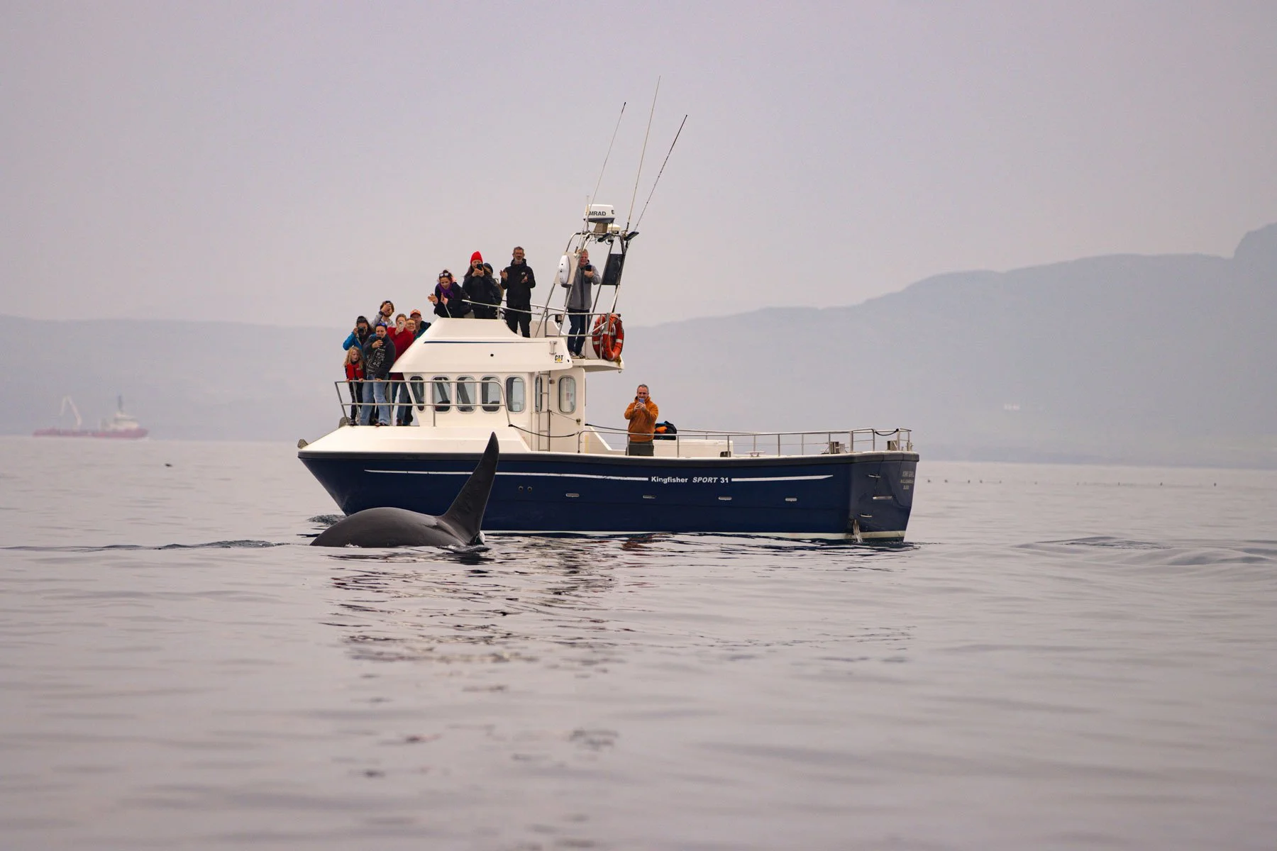 Orca in Donegal Bay