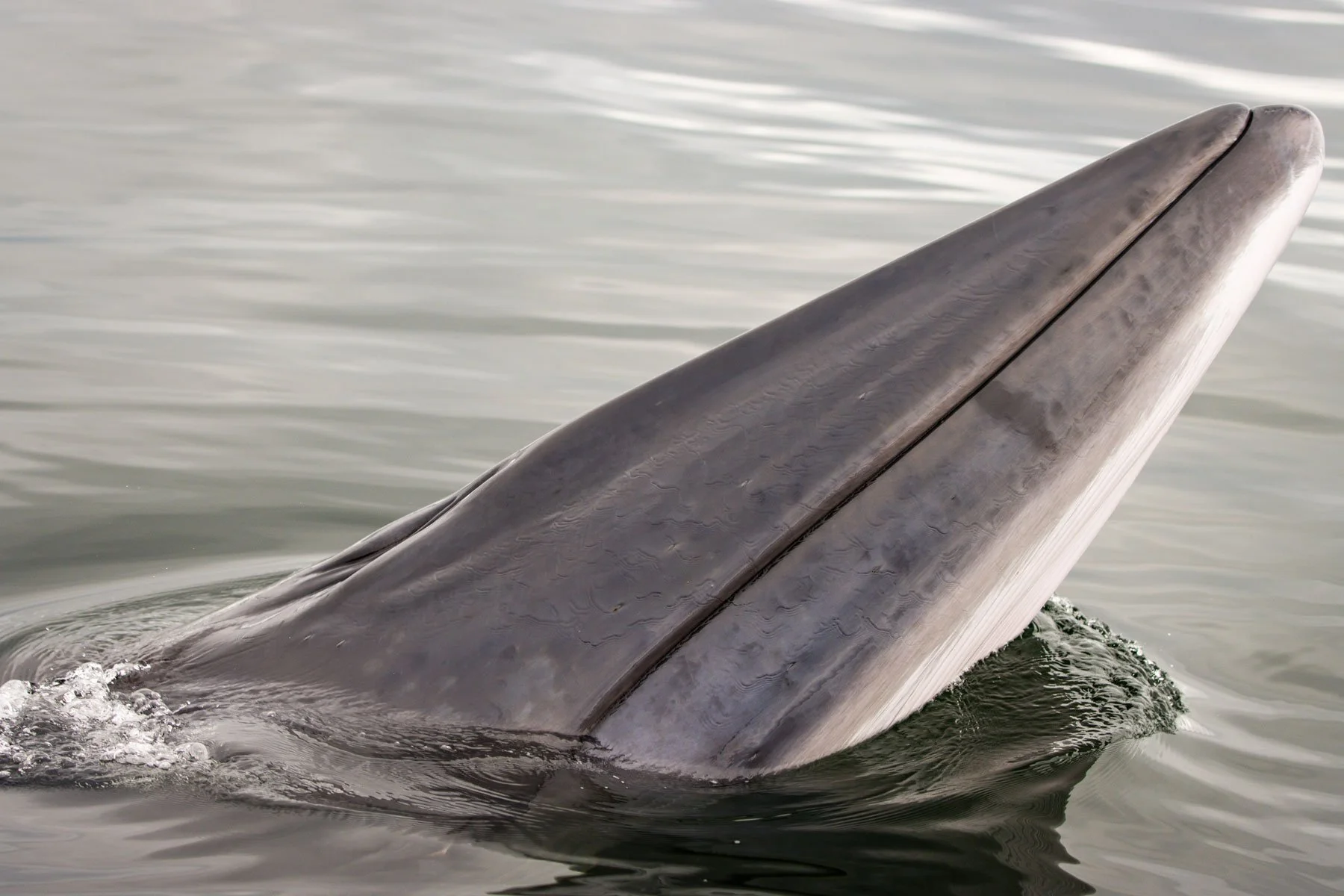 Minke Whale in Donegal Bay