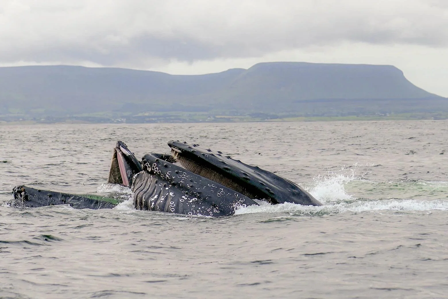 Humpback Whale in Donegal Bay