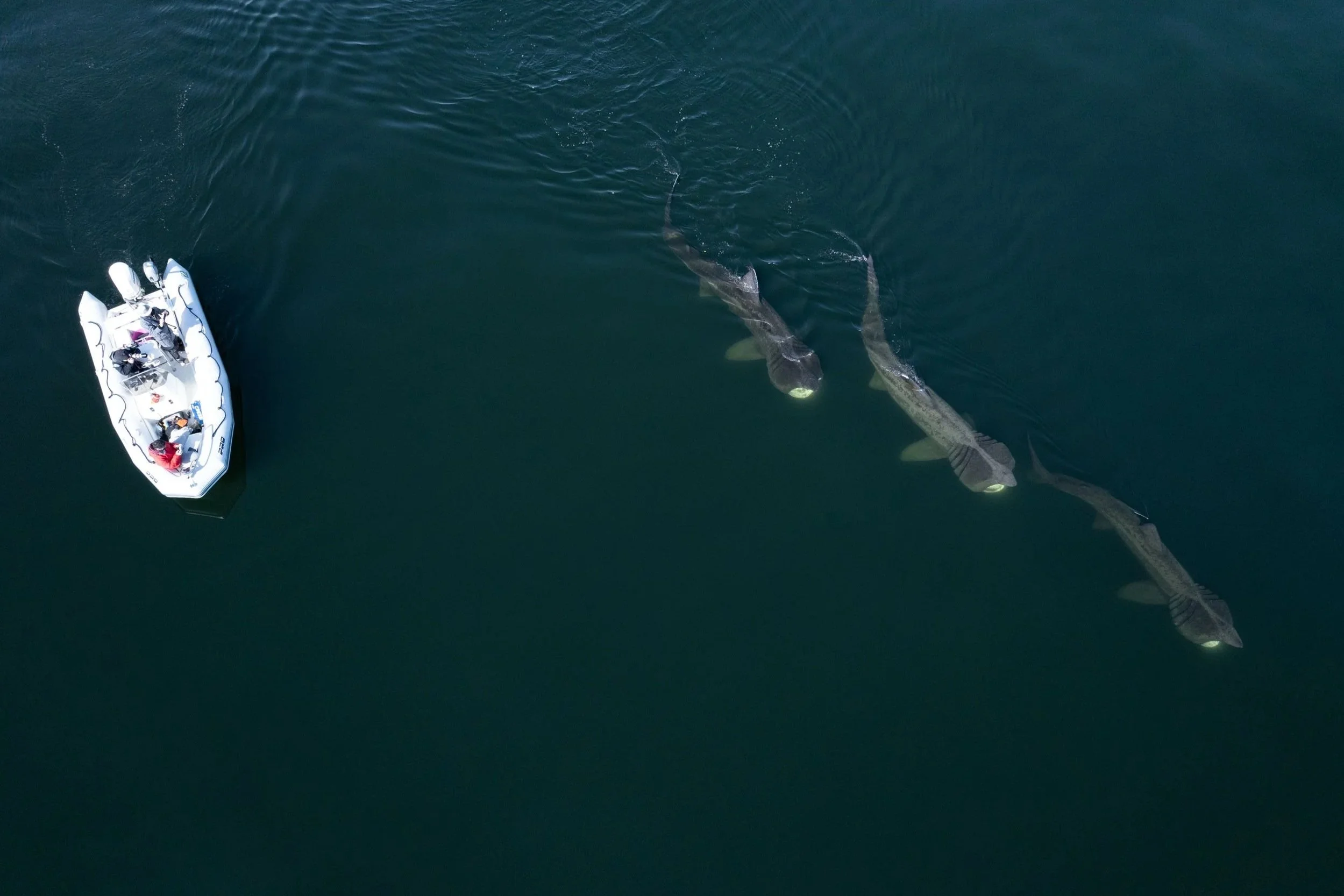 Basking Shark in Donegal Bay