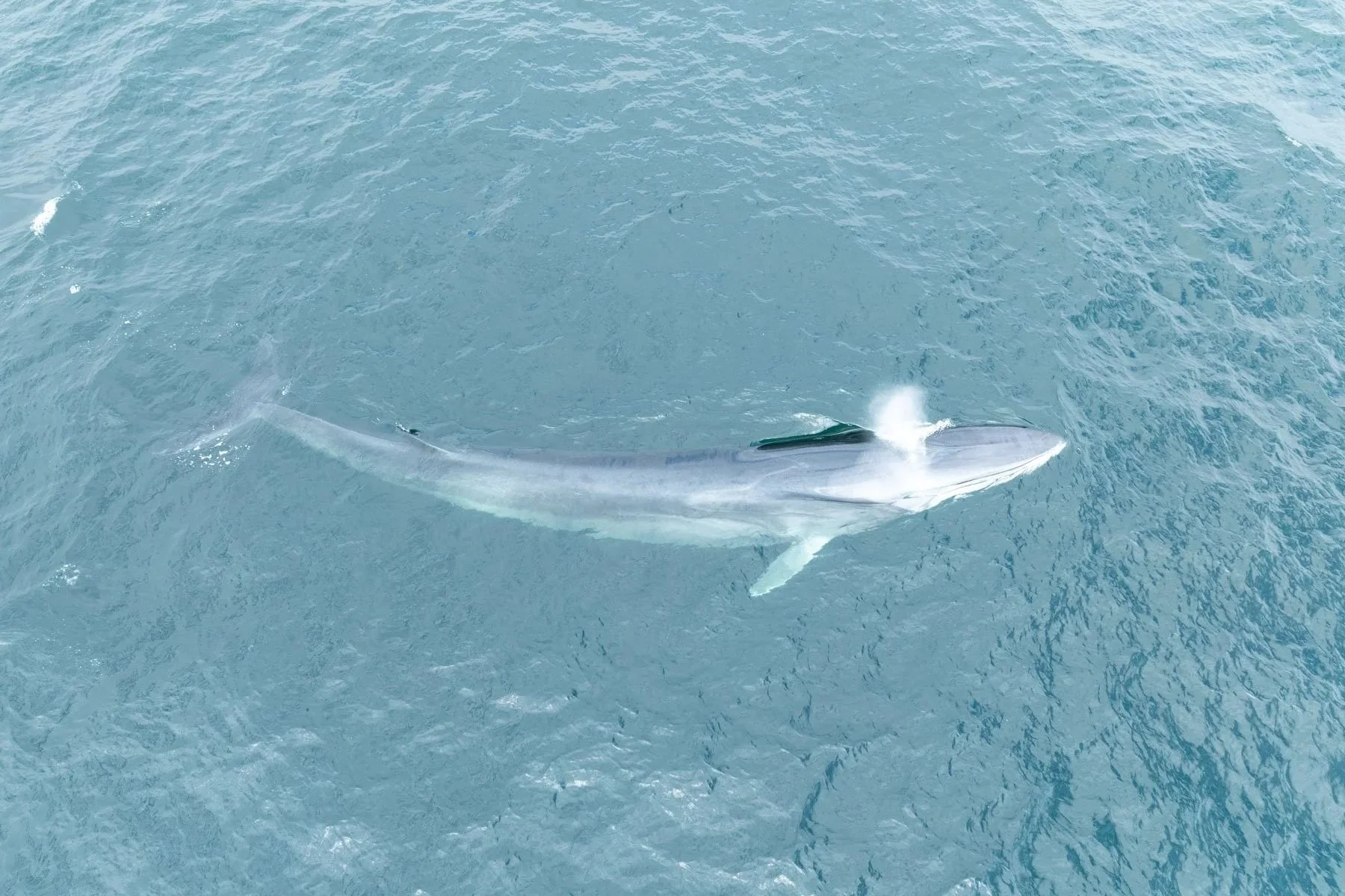 Fin Whale in Donegal Bay