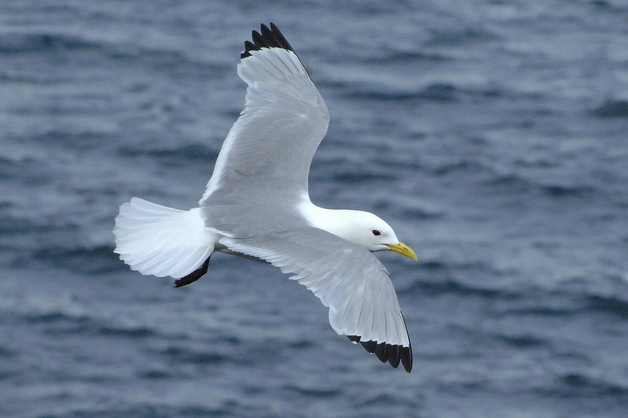 Kittiwake at Aughris Head