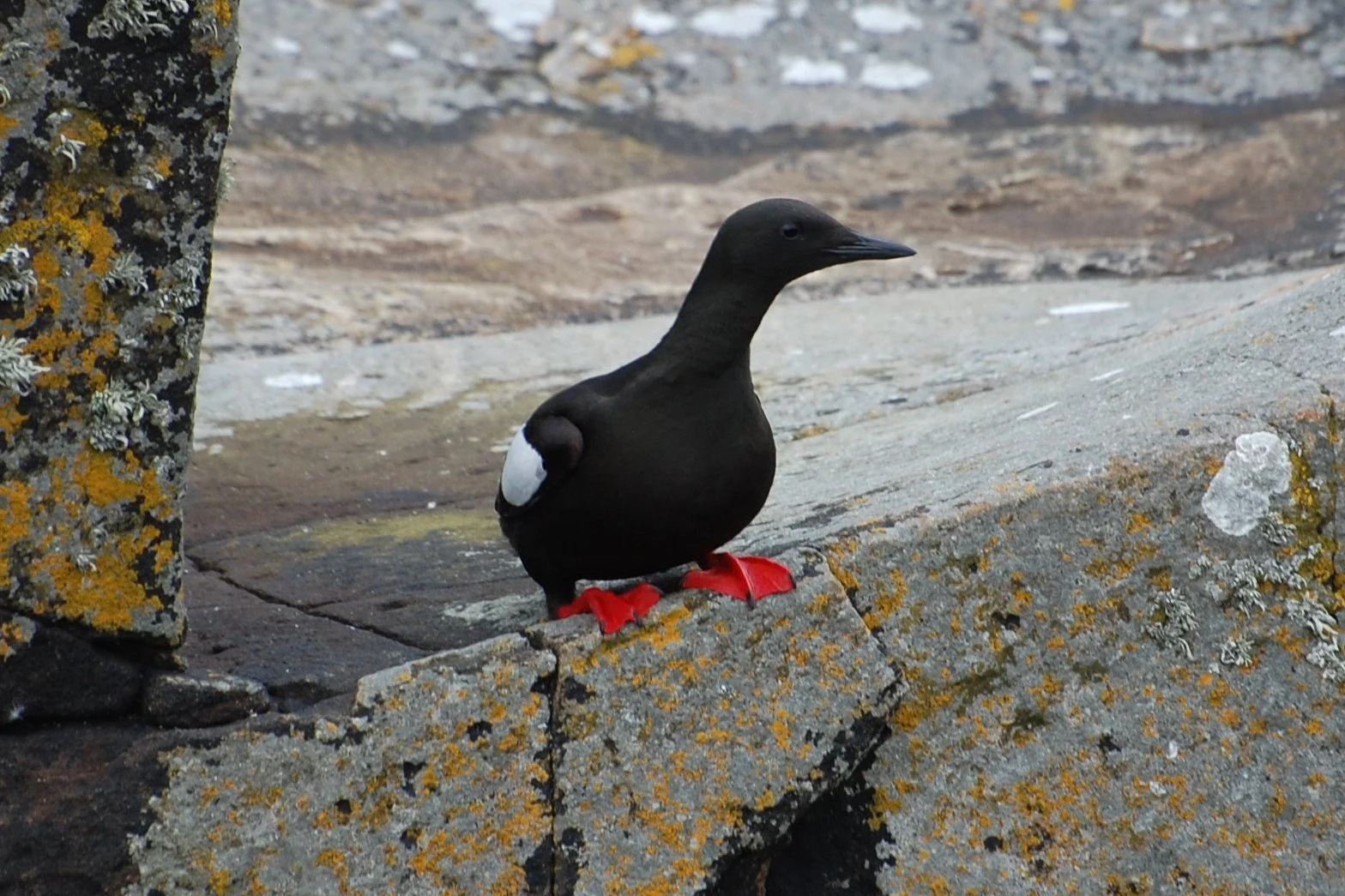 Black Guillemot at Inishmurray