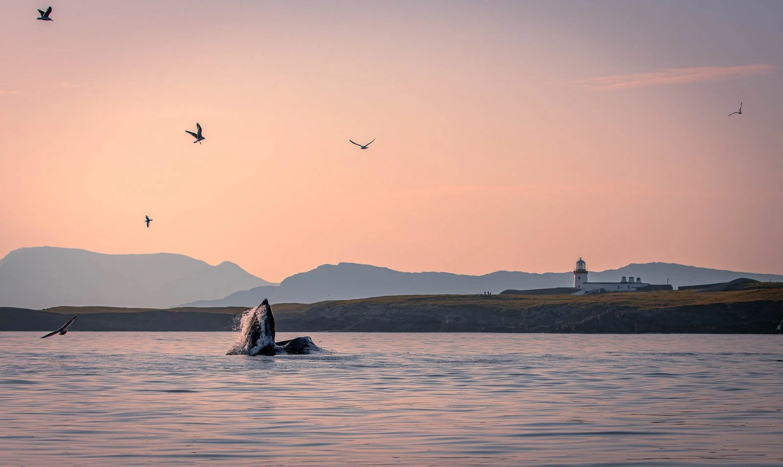 Mark O'Conor Donegal Bay Conservation Trust 38.jpg
