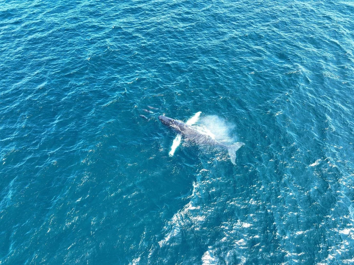 Have the humpbacks returned to Donegal Bay?