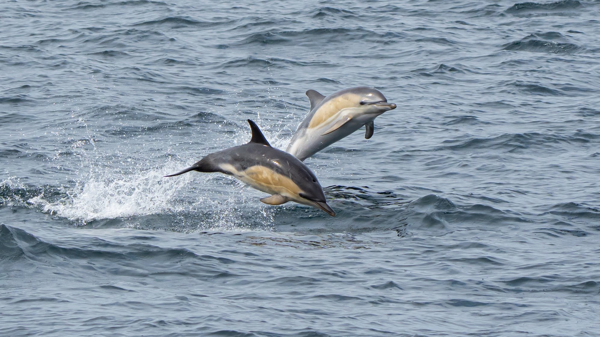 IWDG Sightings Weekend