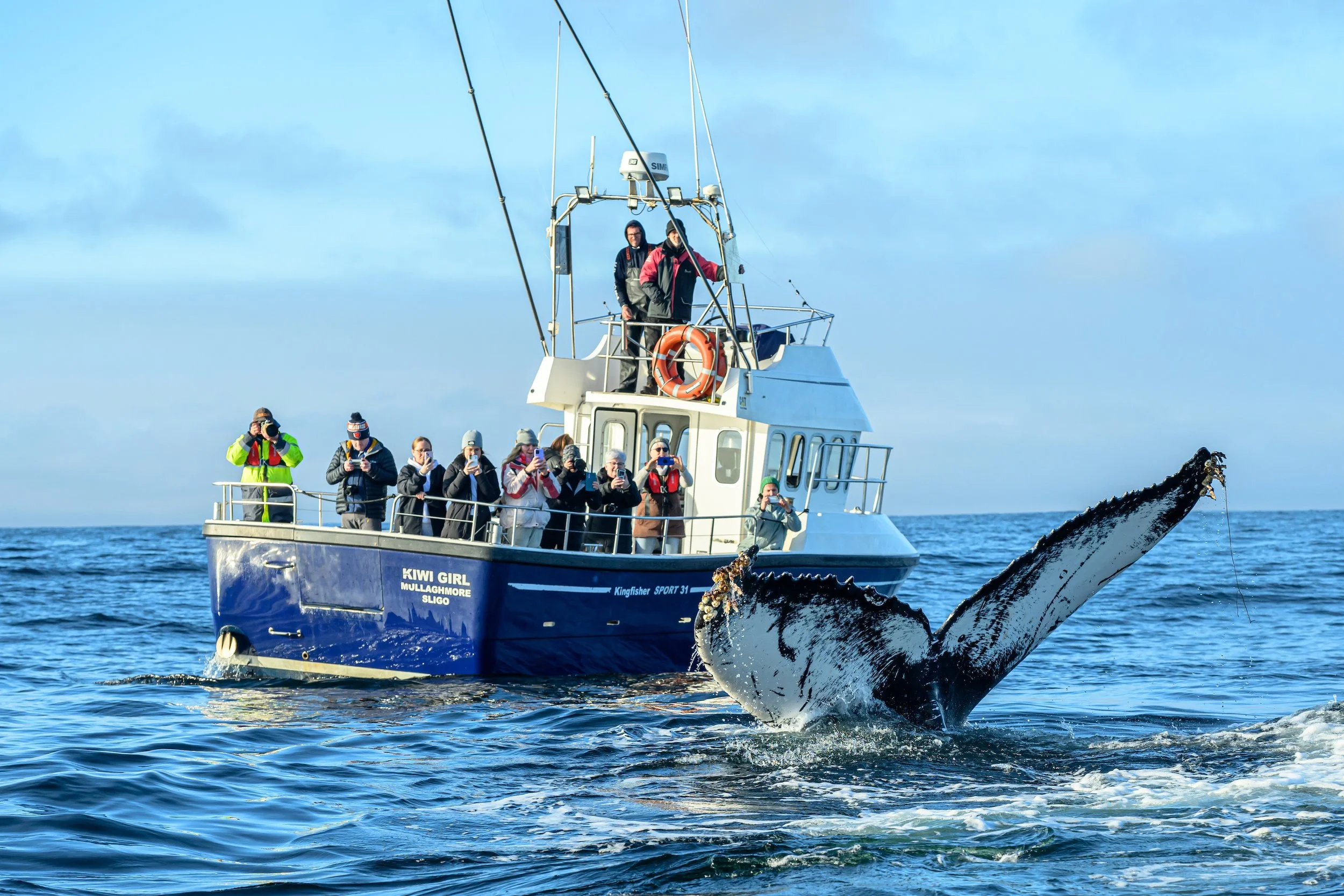 A boat named "Kiwi Girl" with people taking photos and whale fins surfacing in the water nearby