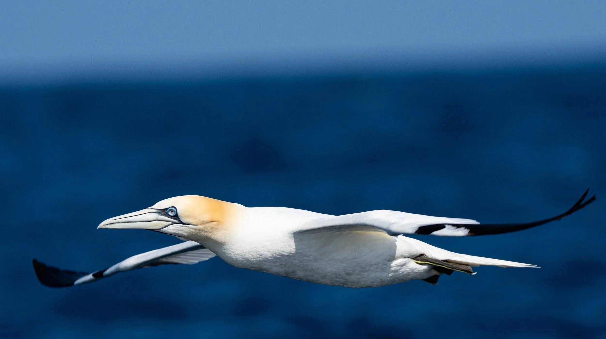 A white and yellow bird, likely a gannet, in flight over the ocean with a dark blue sky in the background.