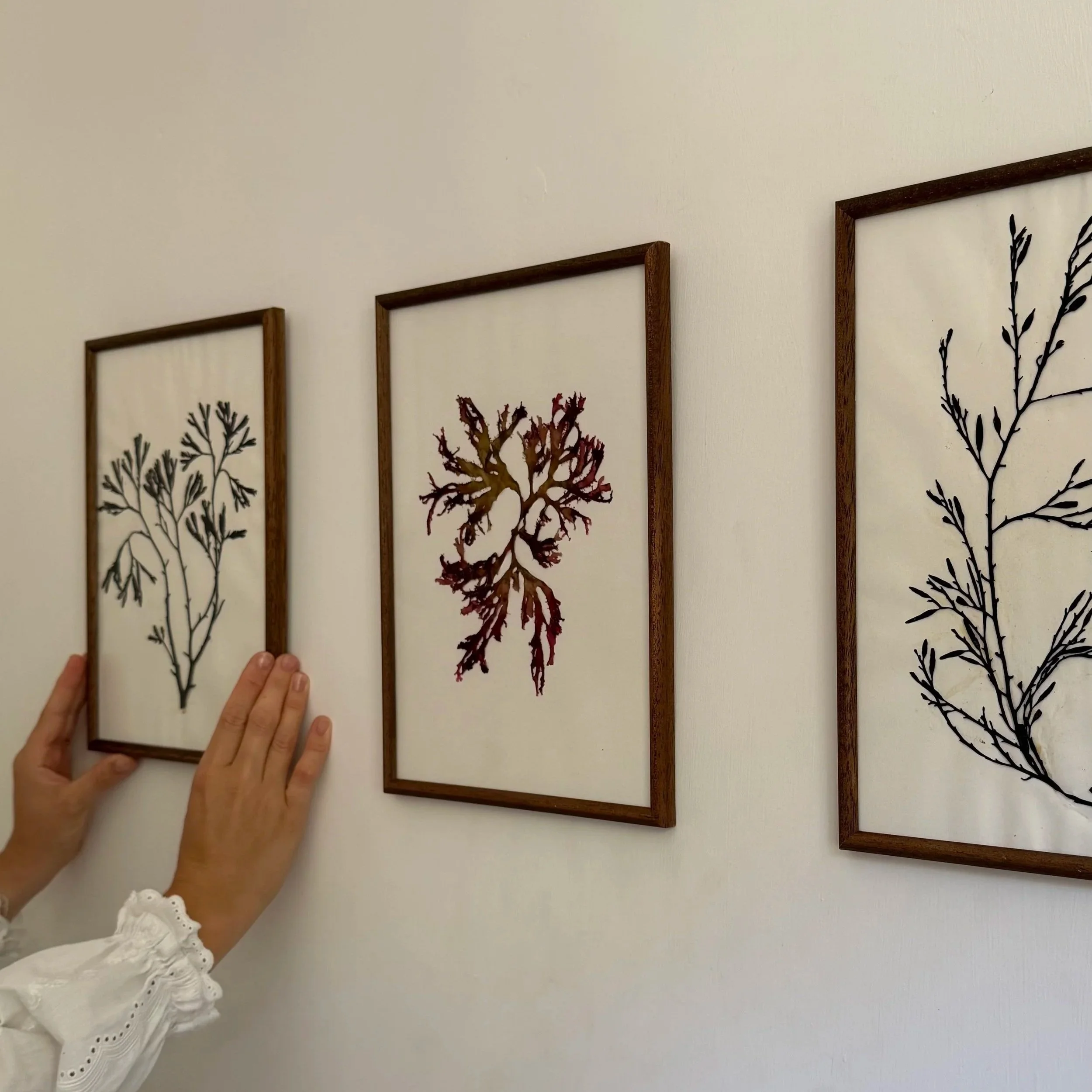 Person wearing a white long-sleeve shirt with eyelet details and holding several framed art prints with botanical illustrations on a white wall.