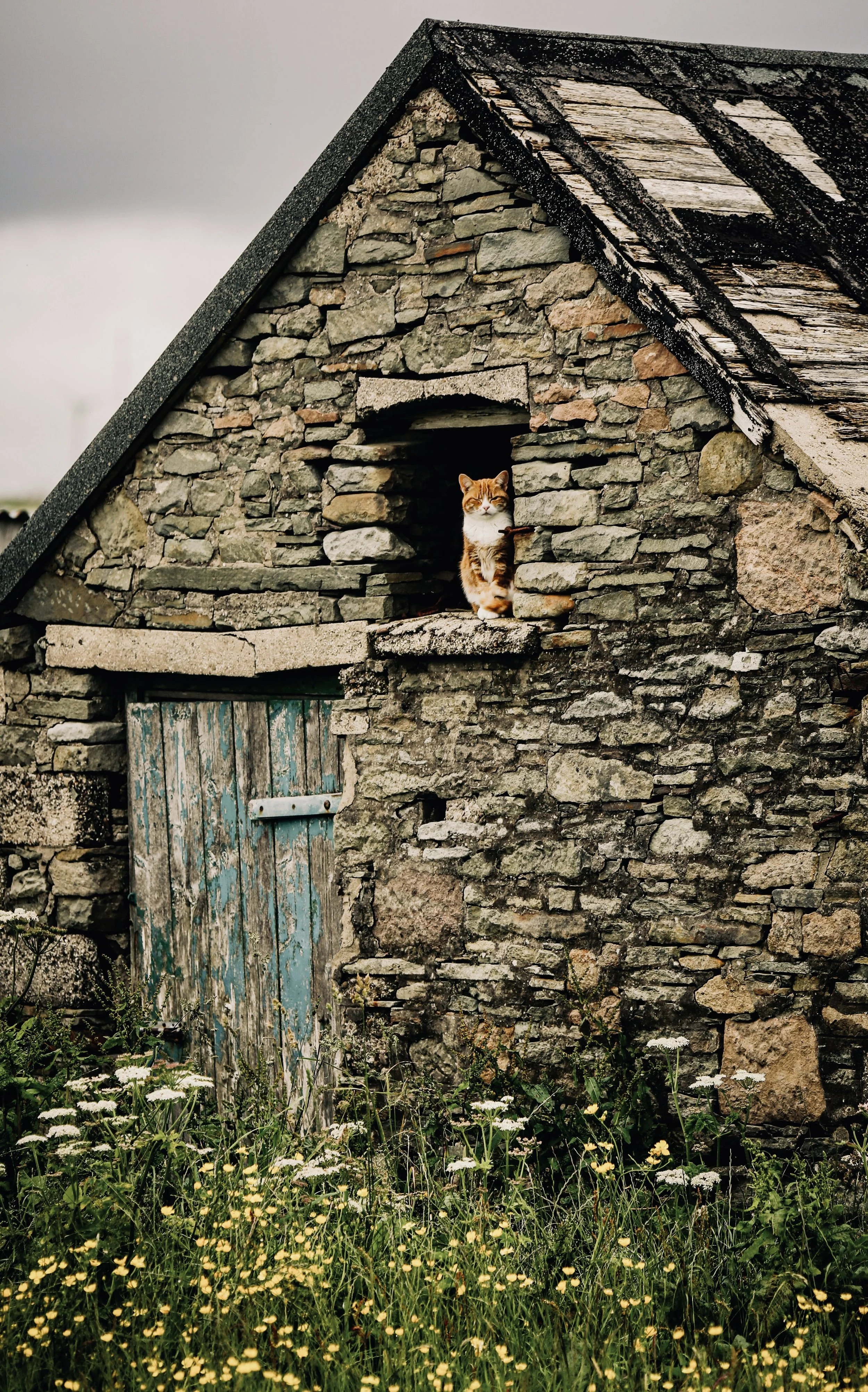 A small orange and white cat standing on the stone ledge of a rustic stone barn with a weathered wooden door and a sloped roof, surrounded by wildflowers and overgrown grass.