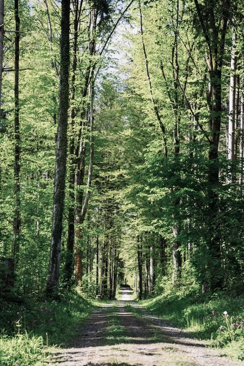 A dirt trail running through a lush, green forest with tall trees lining both sides, sunlight filtering through the leaves.
