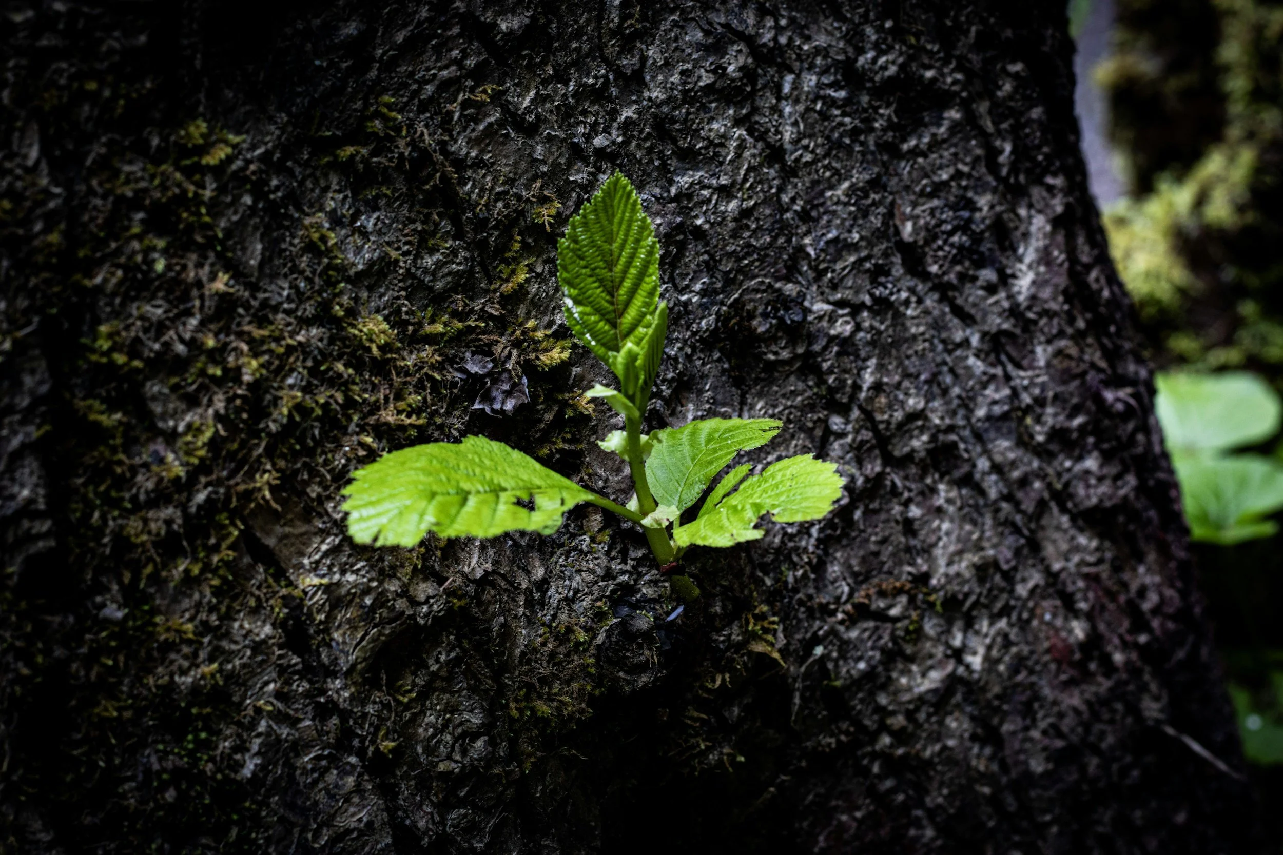 A close-up of a small green plant growing on the dark, textured bark of a tree trunk.