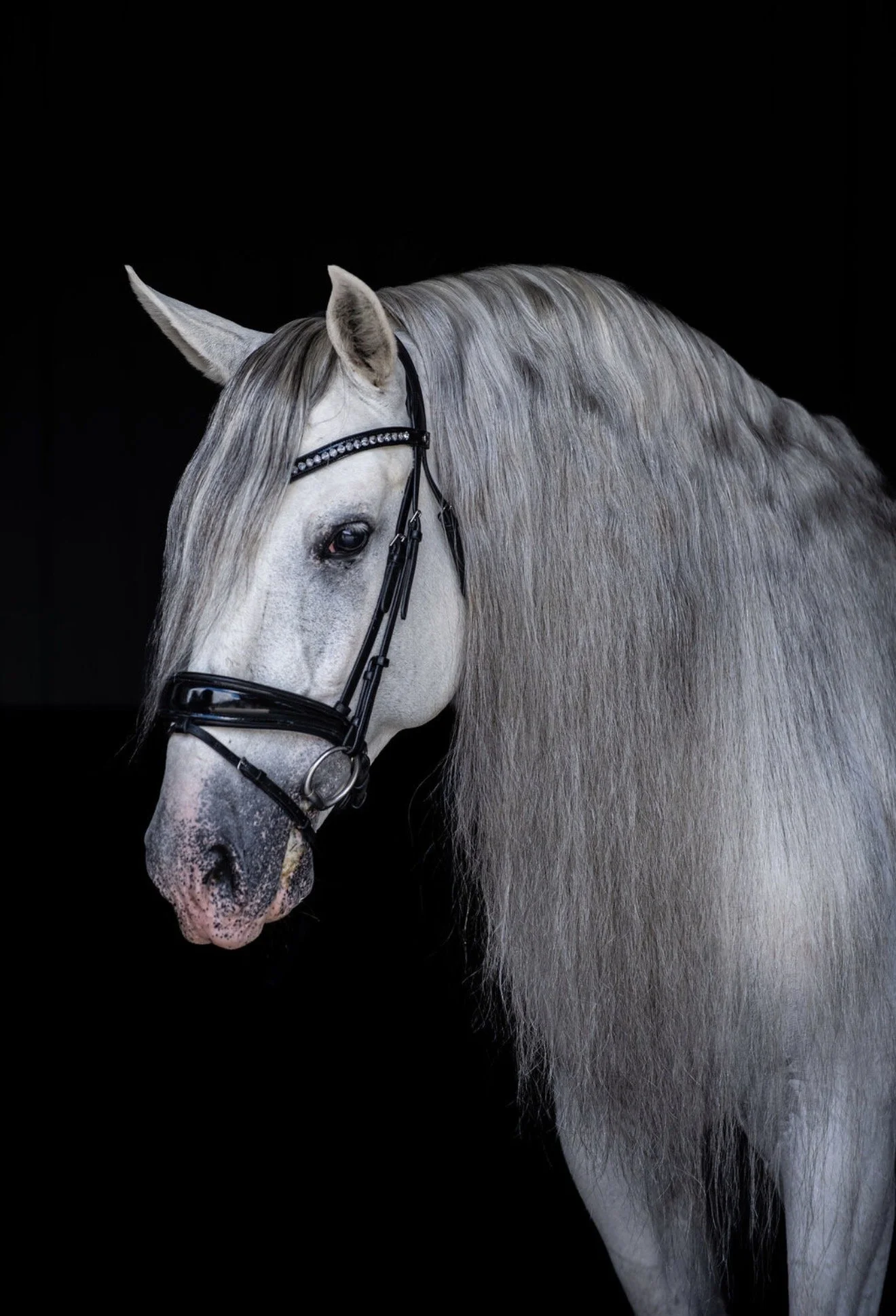 ZSB Galgo G III (Unicorn)