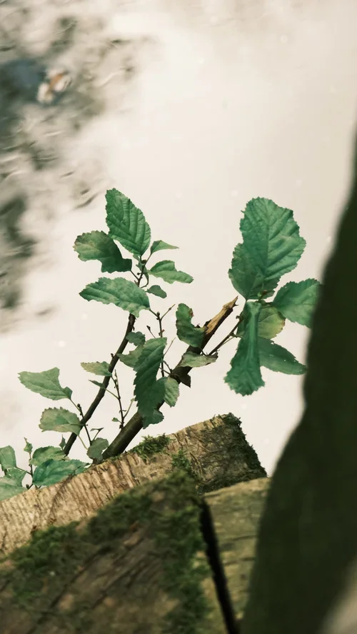 Close-up of green leaves on a small branch with a blurry background.