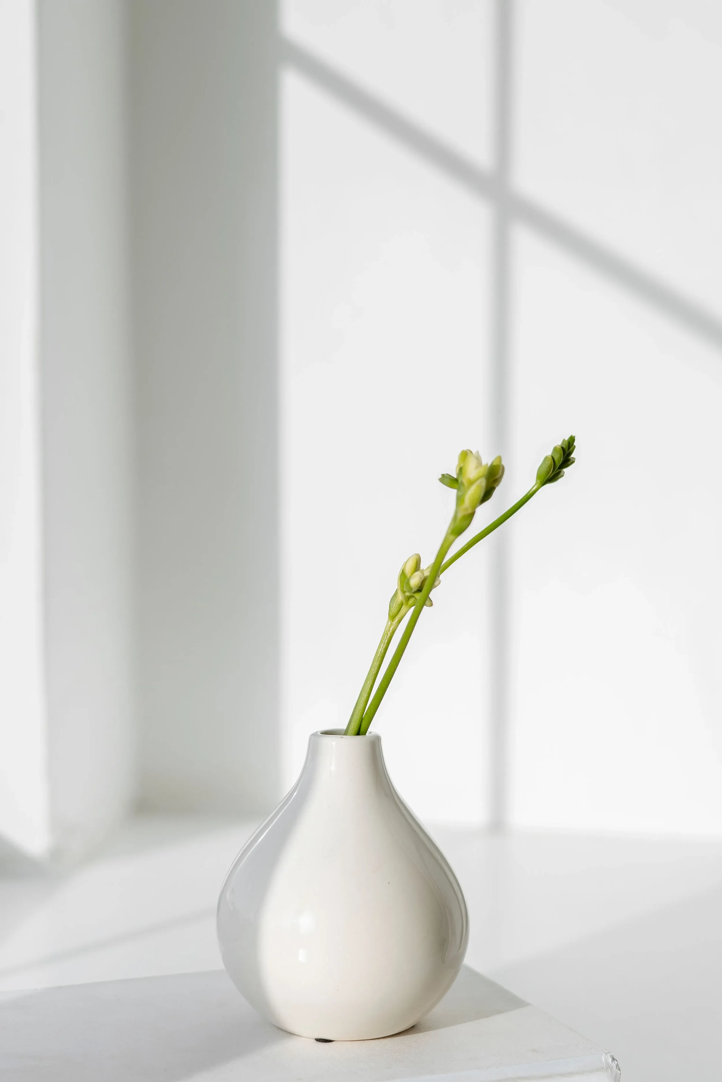 A white ceramic vase with a rounded base and a narrow neck, holding two green flower stems with buds against a white background with a window and shadows.