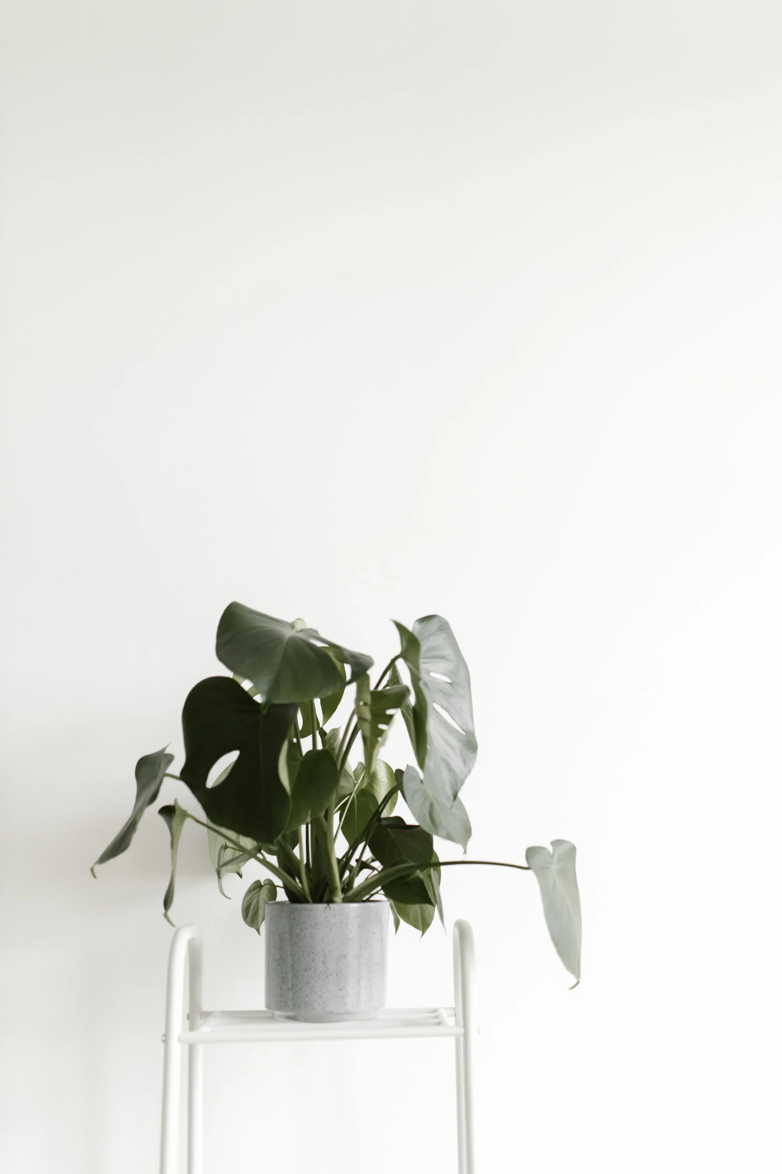 A potted plant with large green leaves placed on a white stool against a plain white wall background.