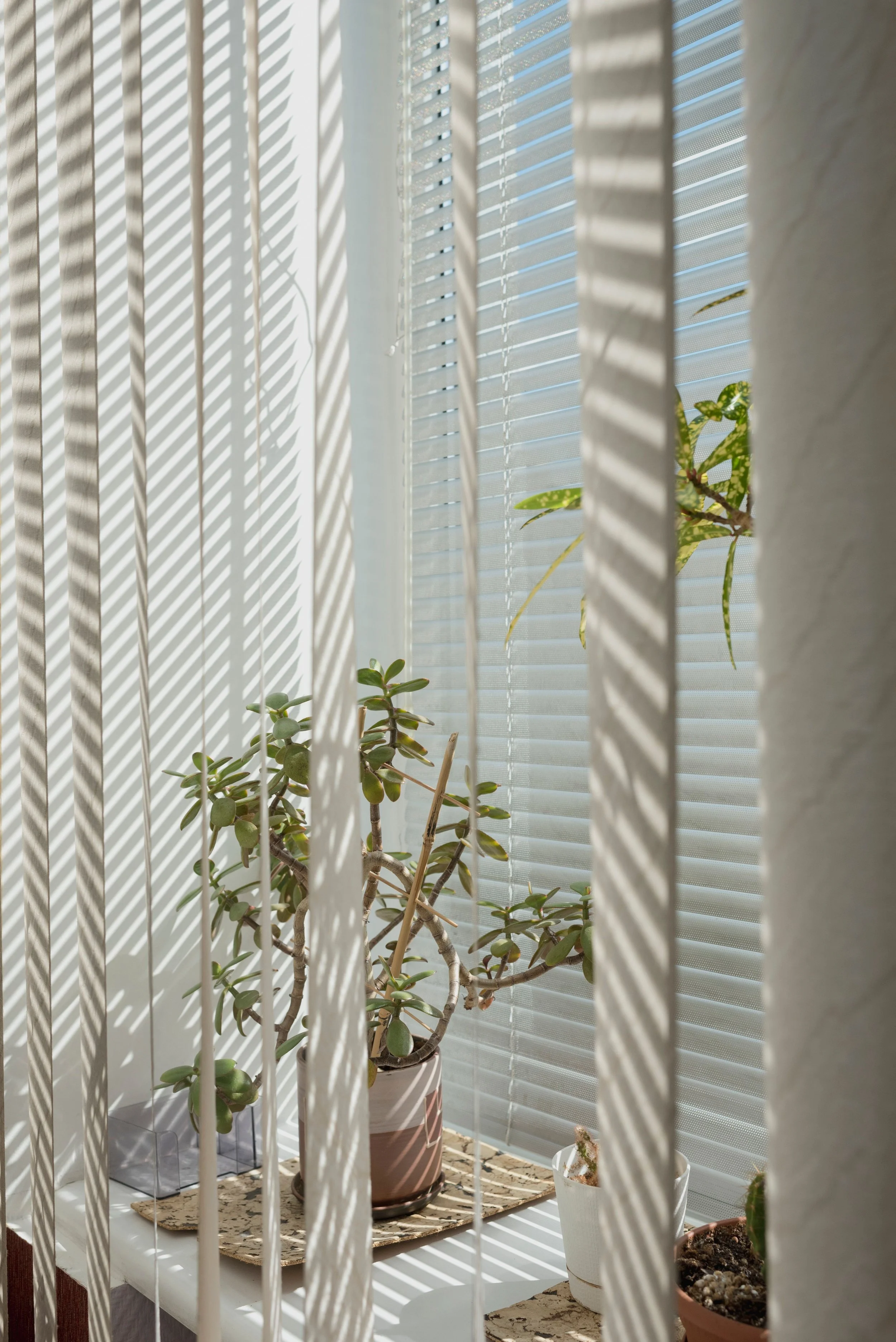 Sunlight streaming through window blinds illuminating a windowsill with several potted plants, including a jade plant in a striped pot.