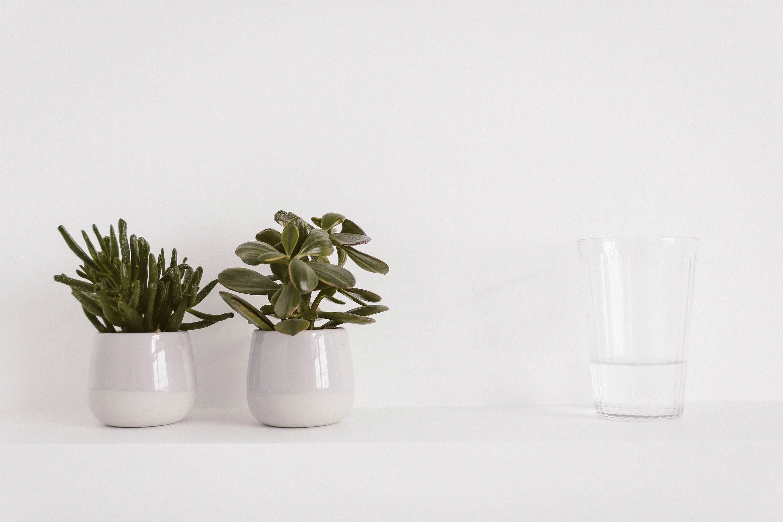 Two white pots with green succulent plants on a white surface against a white background, with a clear glass on the right.