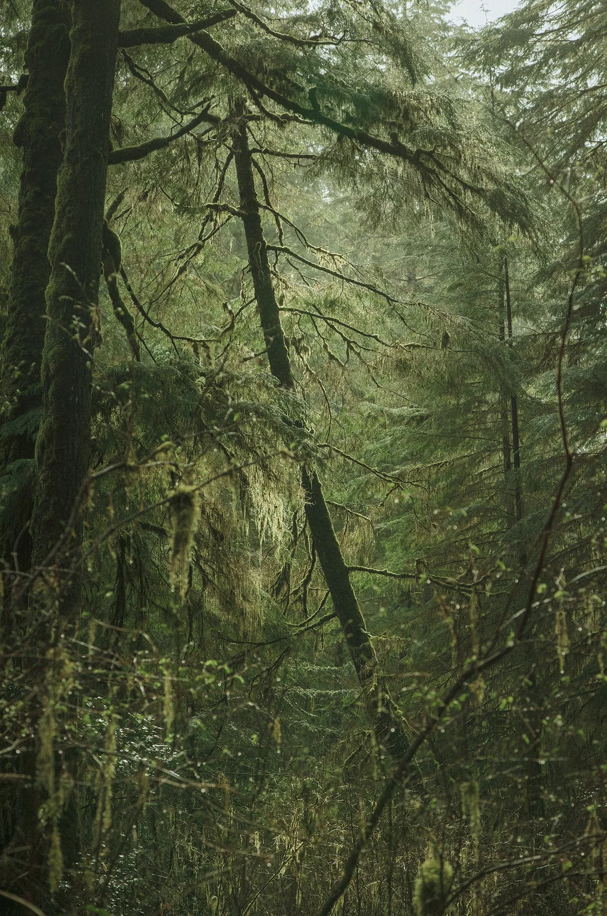 Wickaninnish I | Landon Speers