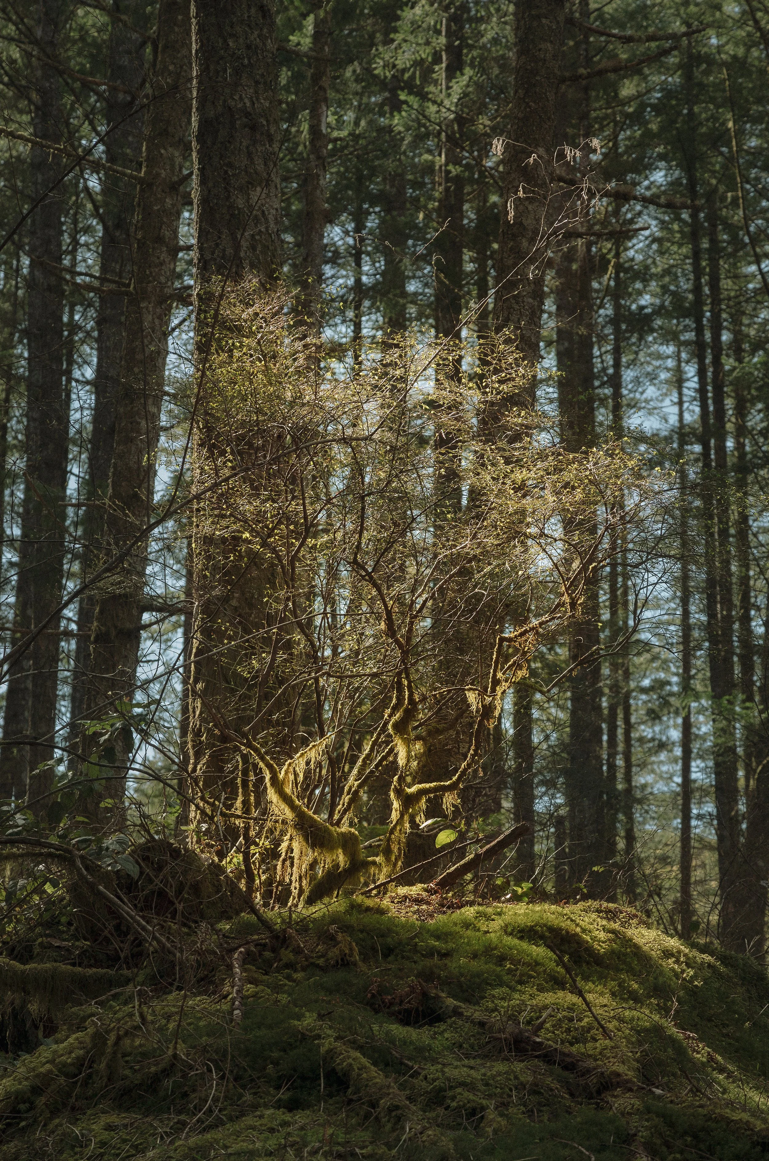 Quadra I | Landon Speers
