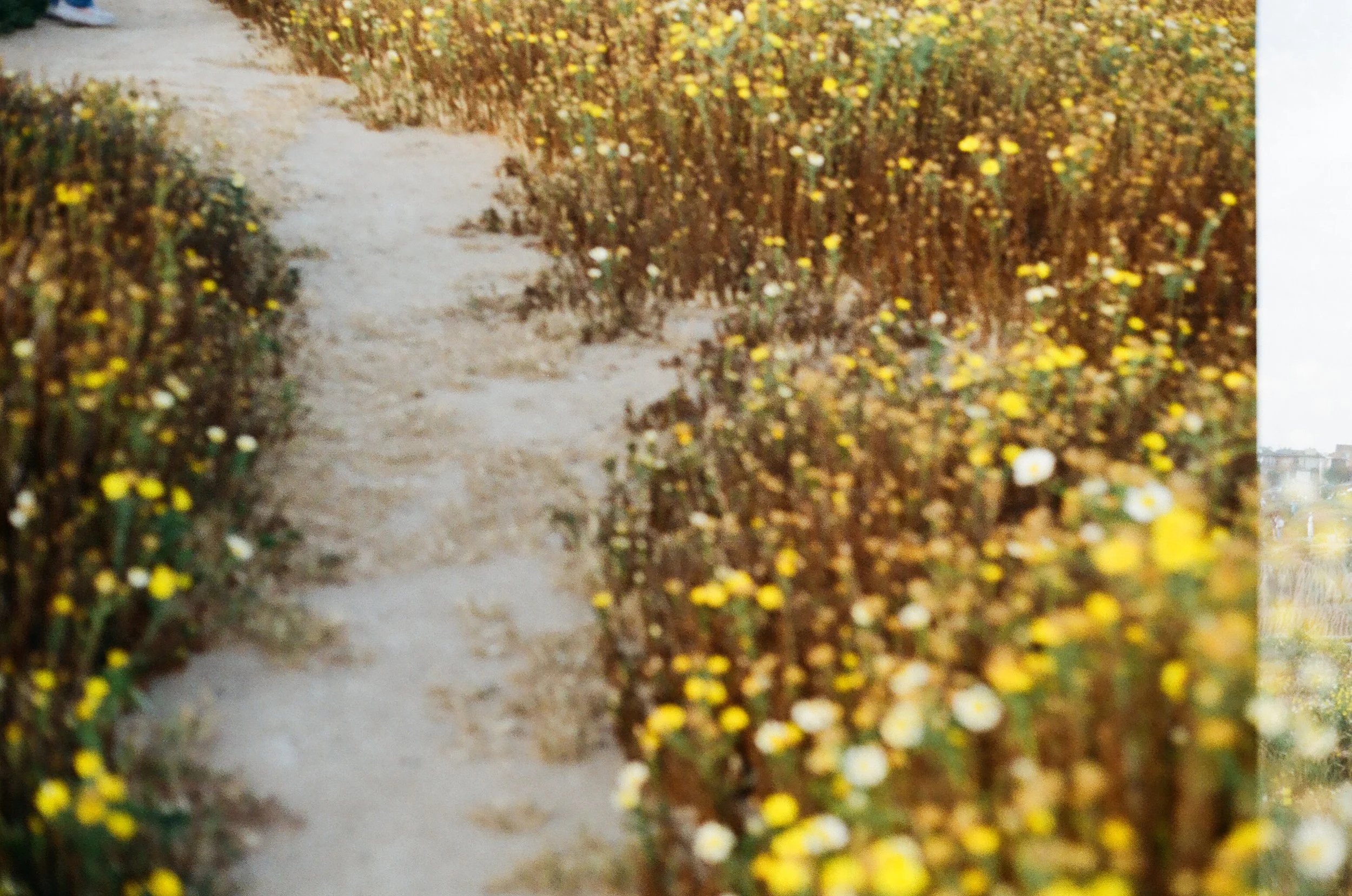 A narrow dirt path running through a field of yellow and white flowers on either side.