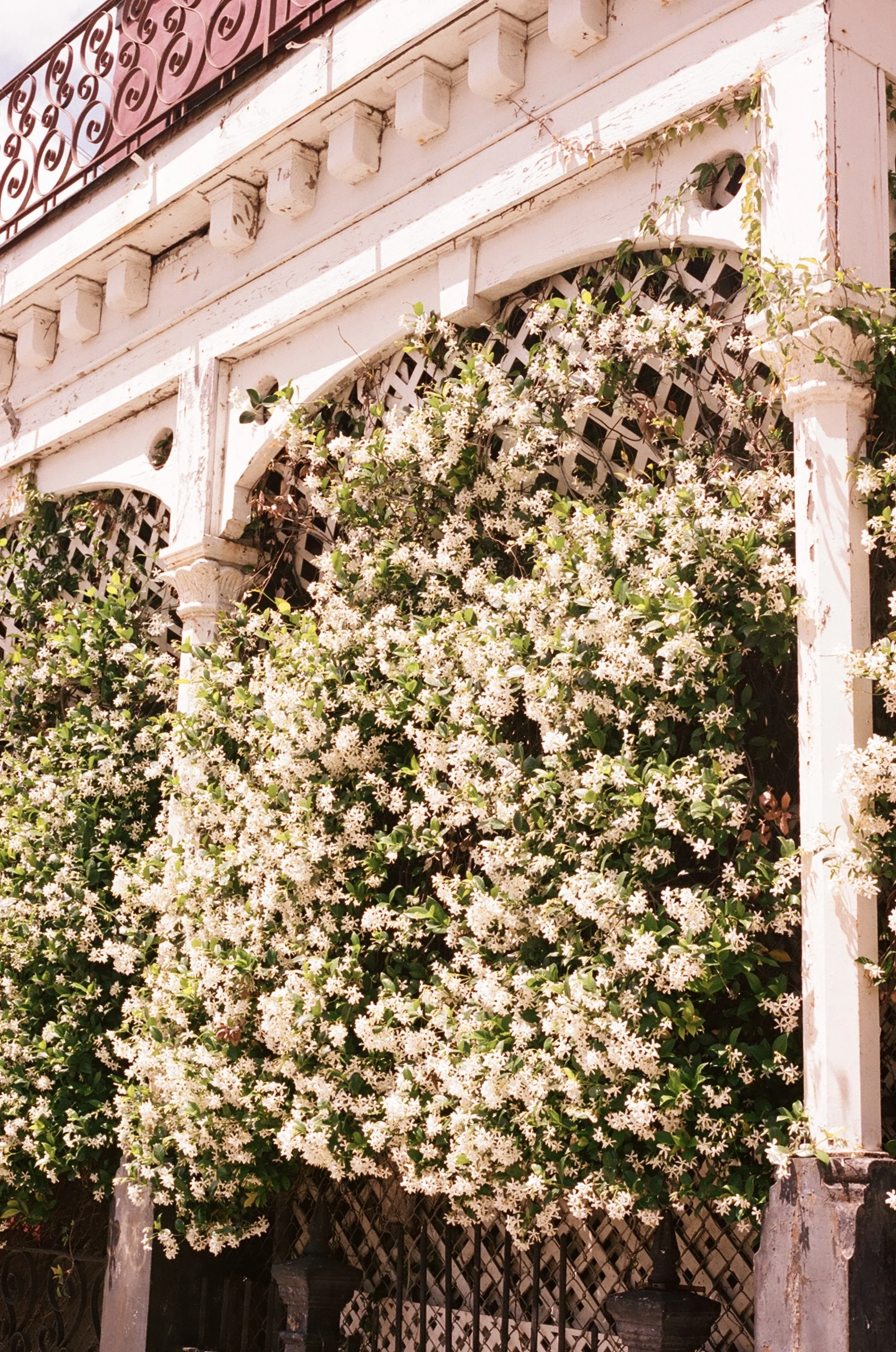 White flowering vine growing on a white wooden trellis and lattice, with parts of an ornate wrought iron balcony railing visible at the top of the image.