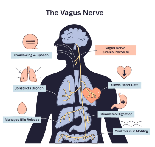 The Vagus Nerve: The Bridge Between Mind and Body