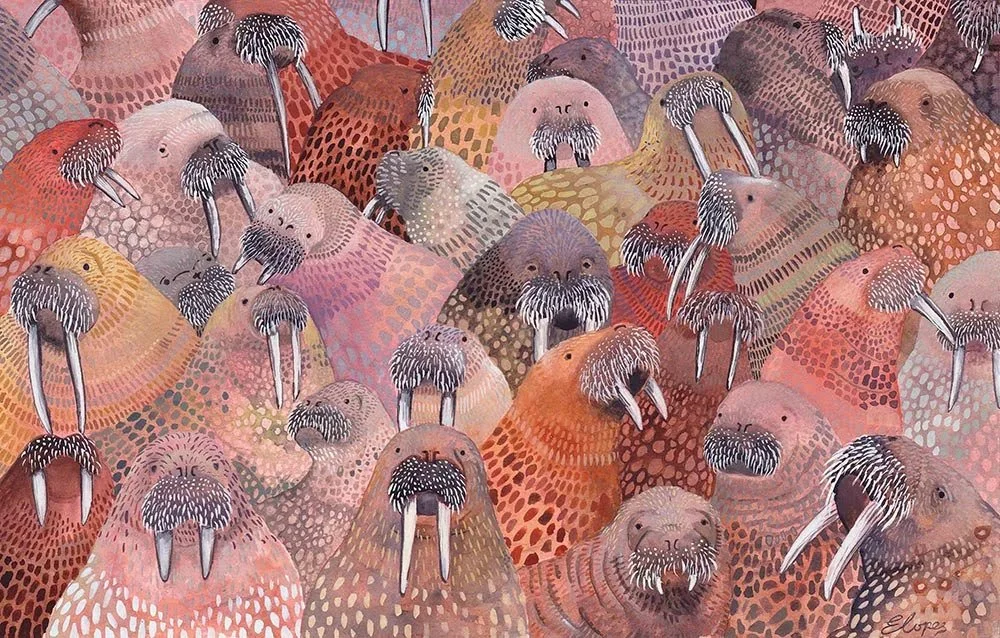 Walrus Colony - Our Planet