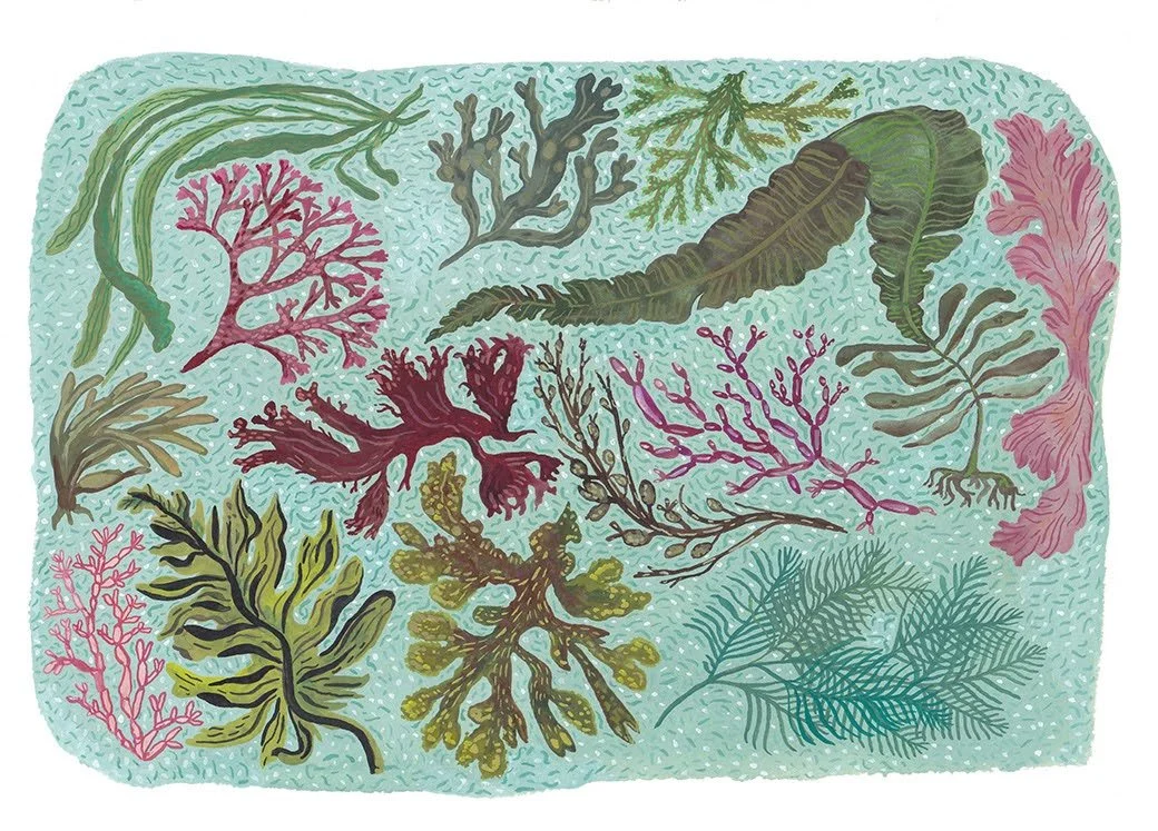 Seaweed pattern Emma Lopes original design