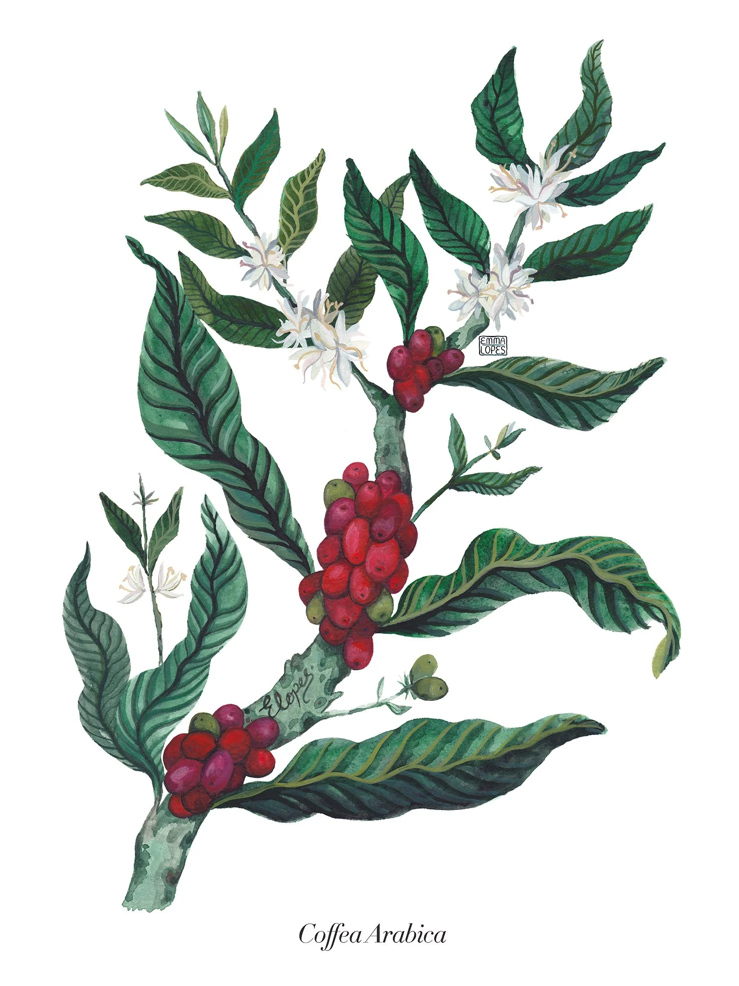 Coffea Arabica upload.jpg