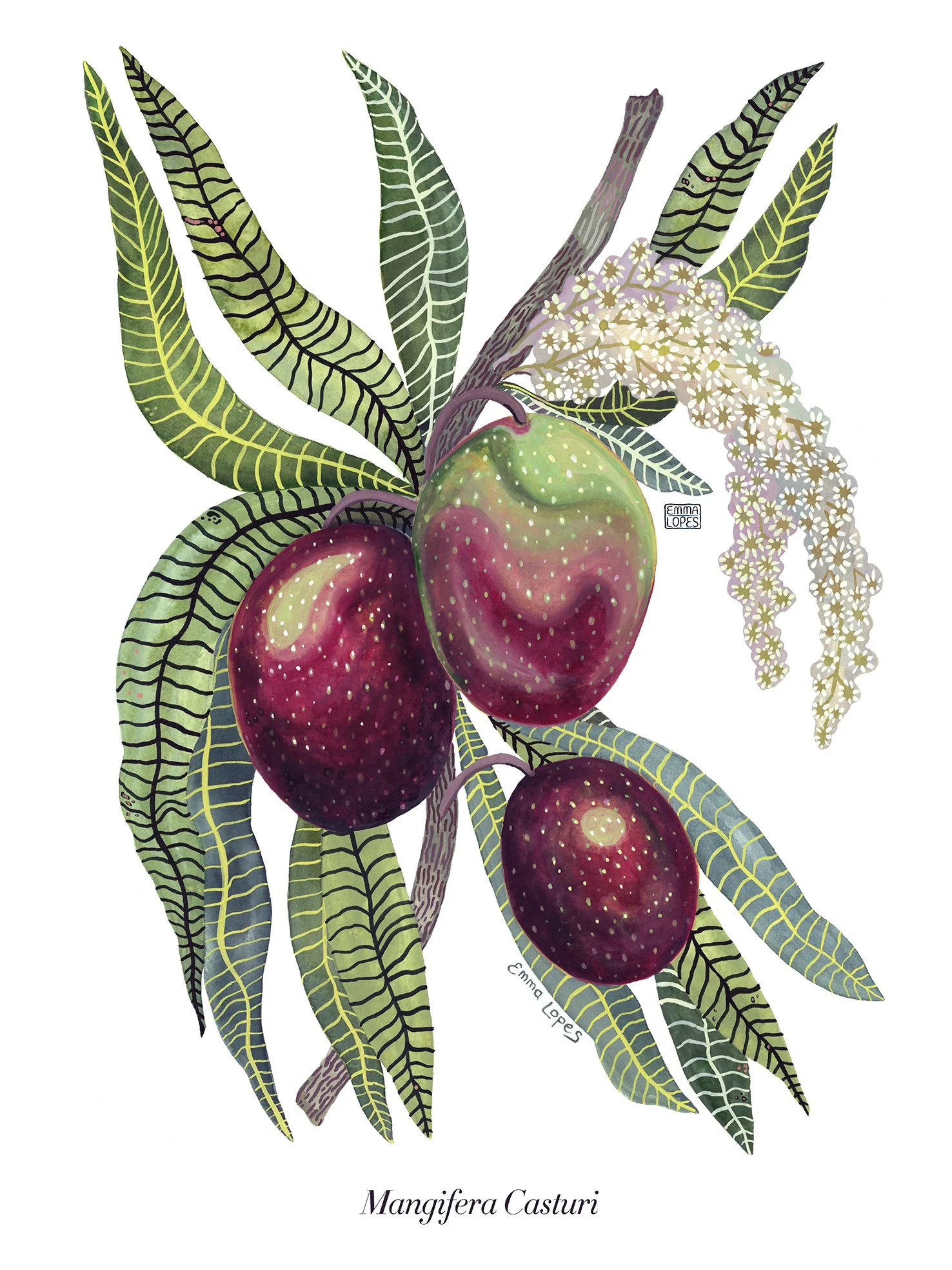 Kalimantan Mango upload.jpg