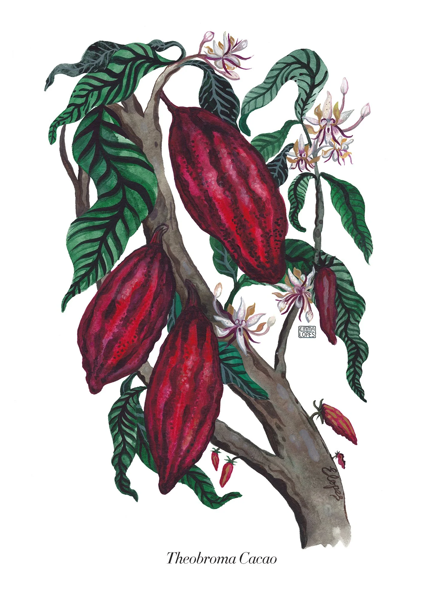 Thoebroma Cacao upload.jpg