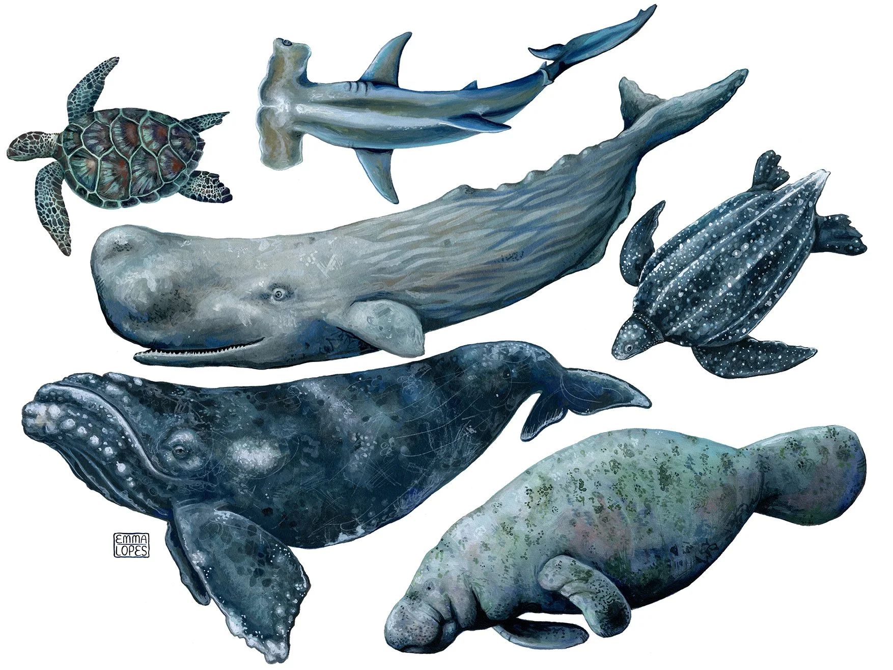 marine collection upload.jpg
