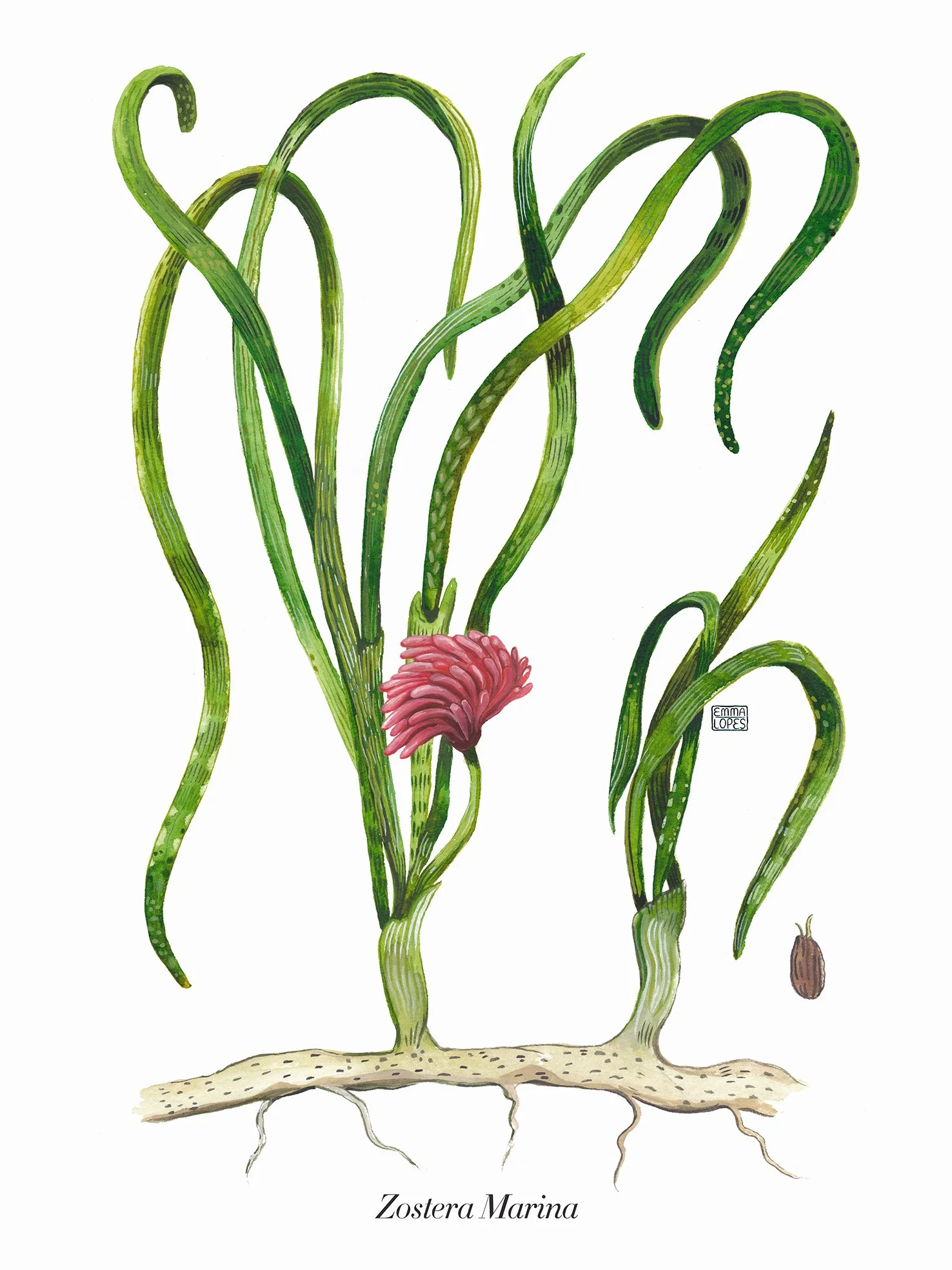 Zostera Marina upload.jpg