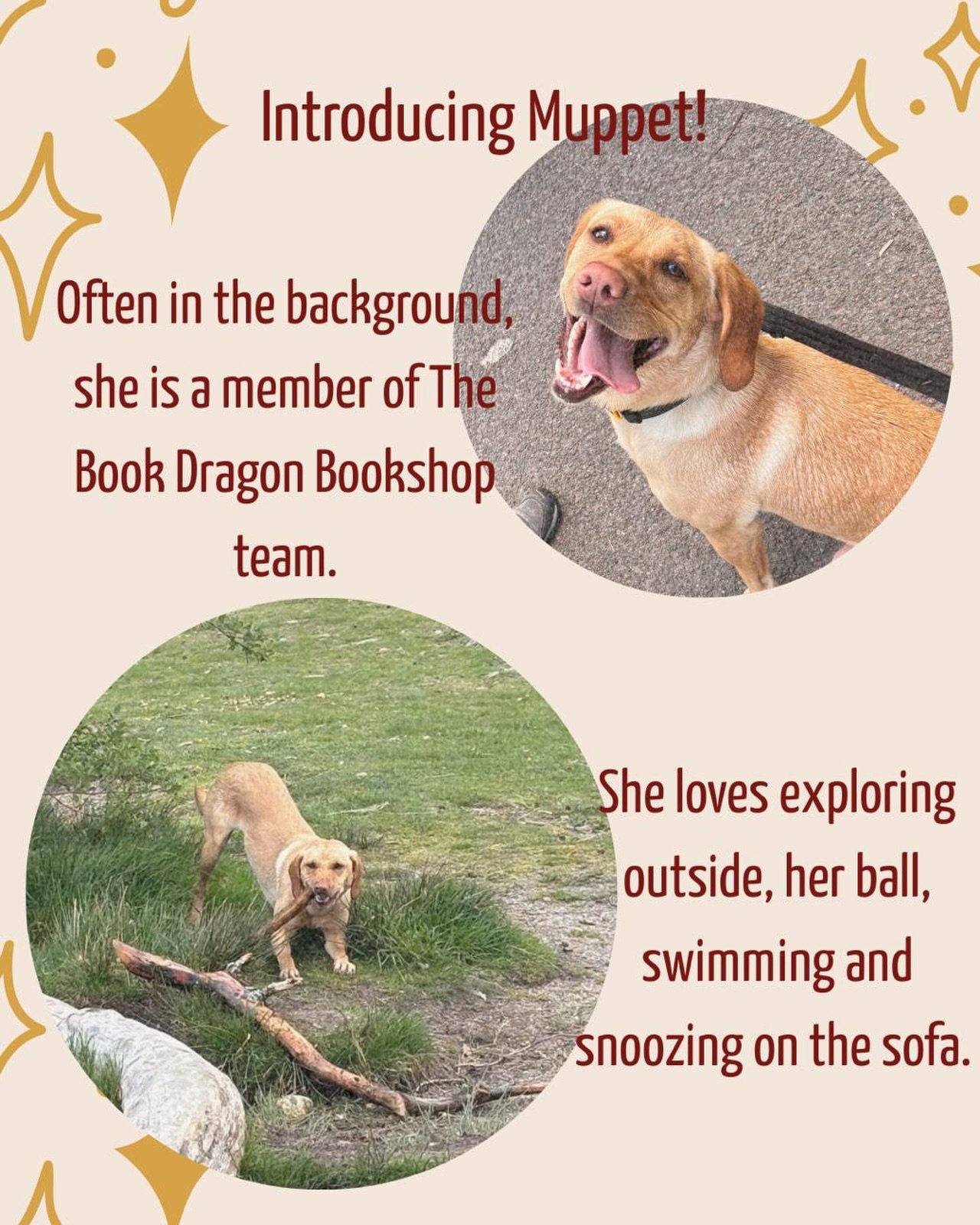 Introducing a member of The Book Dragon Bookshop Team ... Muppet! 

Always at my side, she is great at moral support. Which is needed while I am building The Book Dragon Bookshop. Right now it is a lot of waiting and planning, which visually is not i