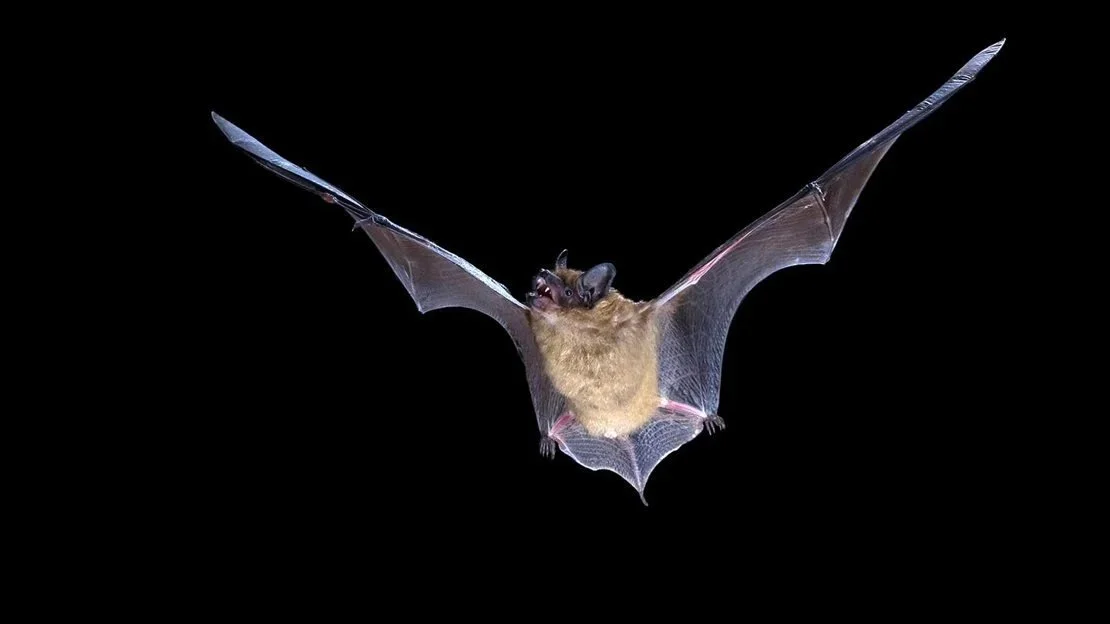 What Kind of Unkind God Designed the Bat? (And What It Means for Leadership)